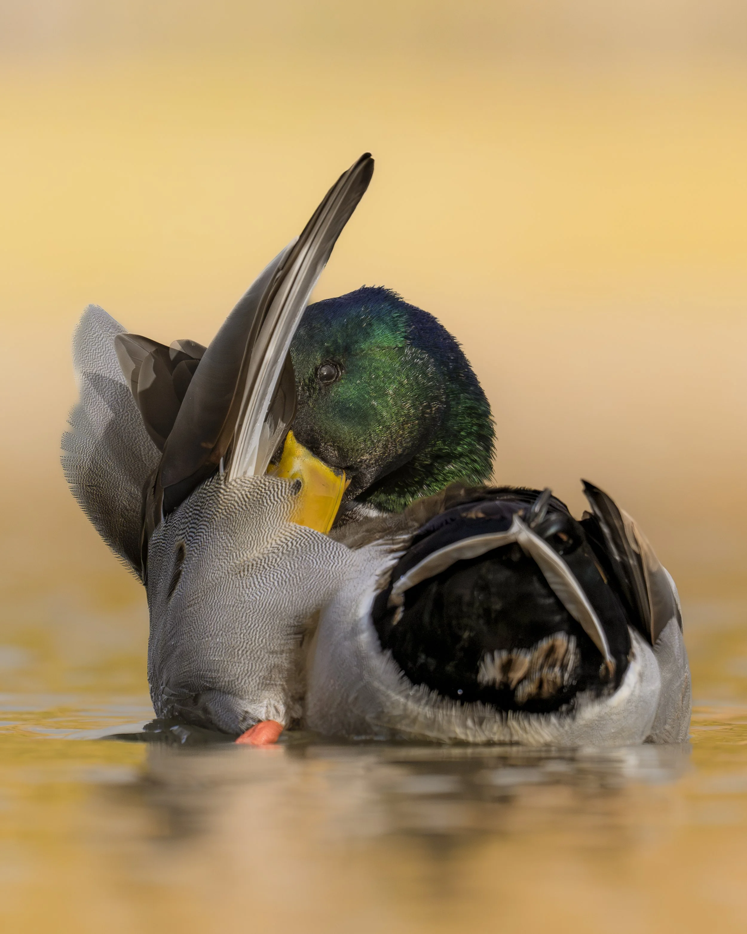Close-up of a mallard duck preening itself on the water.