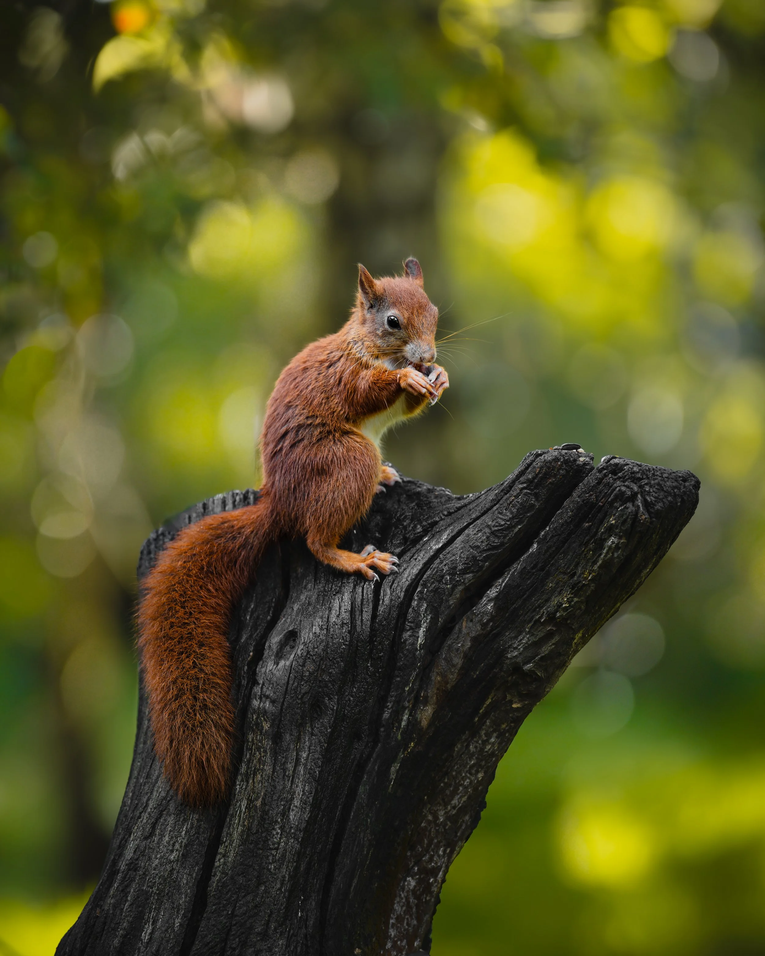A red squirrel sitting on a blackened tree stump, holding and eating a small nut, with a blurred green forest background.