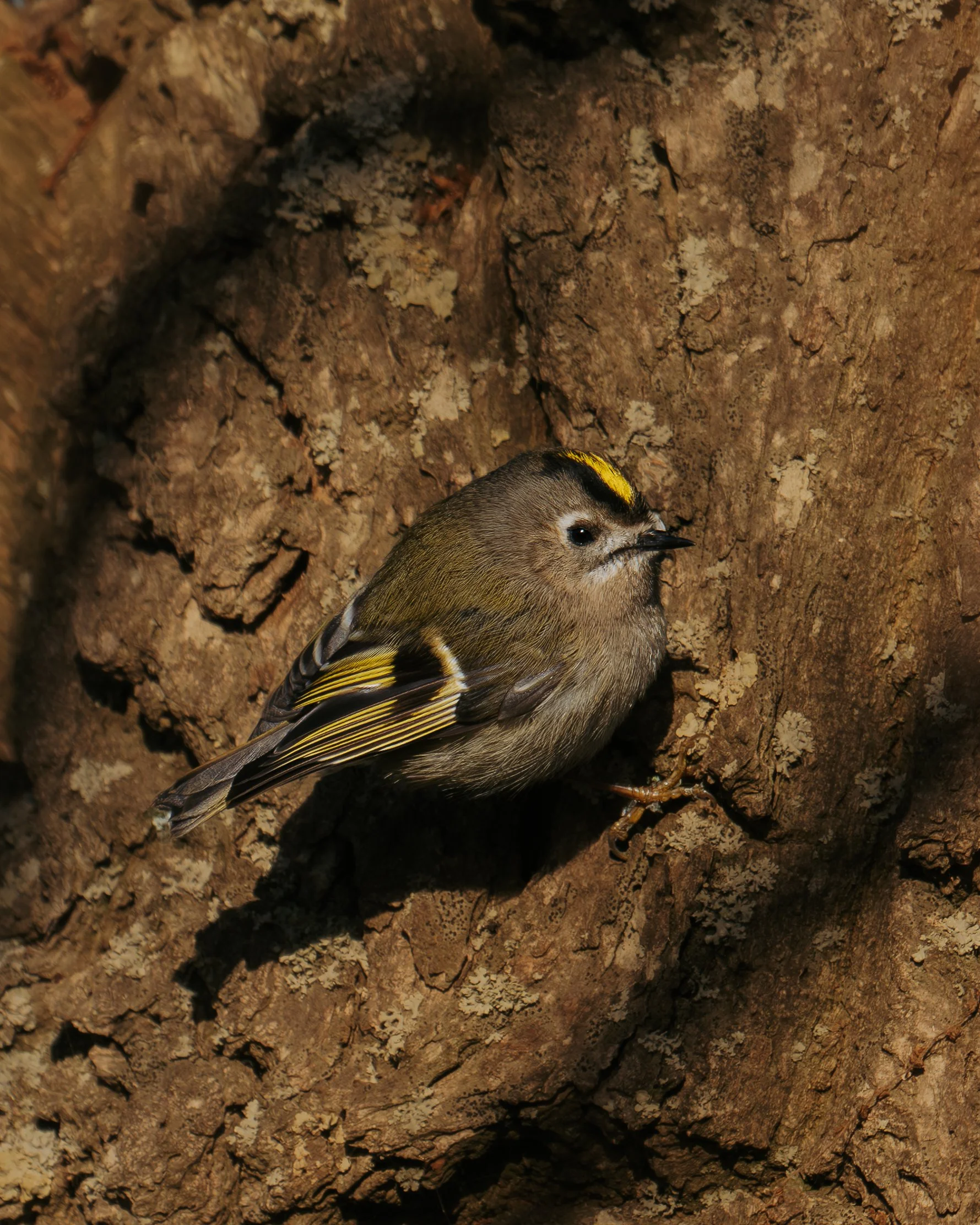 A small bird clinging to a tree trunk with textured bark, featuring brown, yellow, and black feathers.