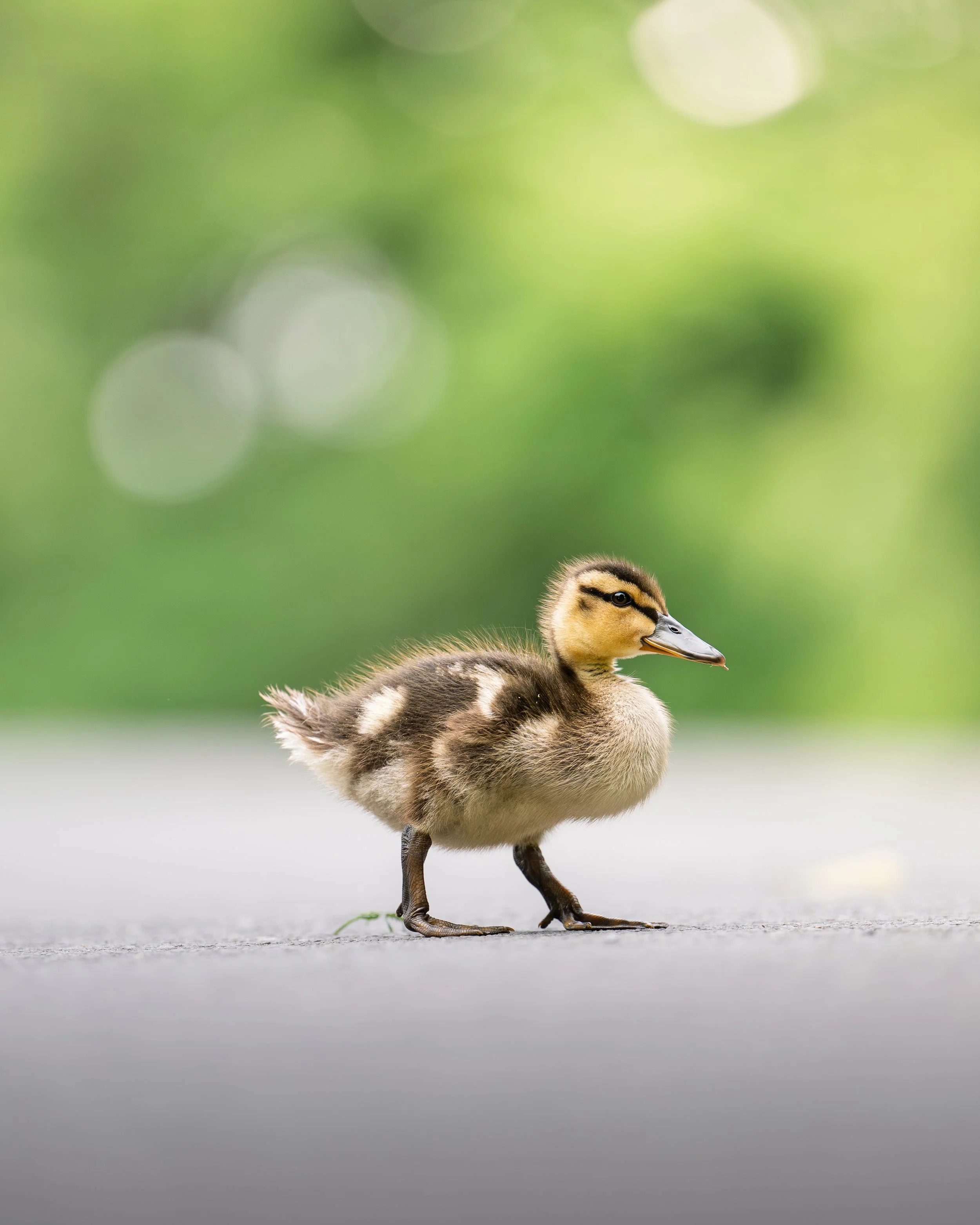 A baby duckling walking on a flat surface with a blurred green background.