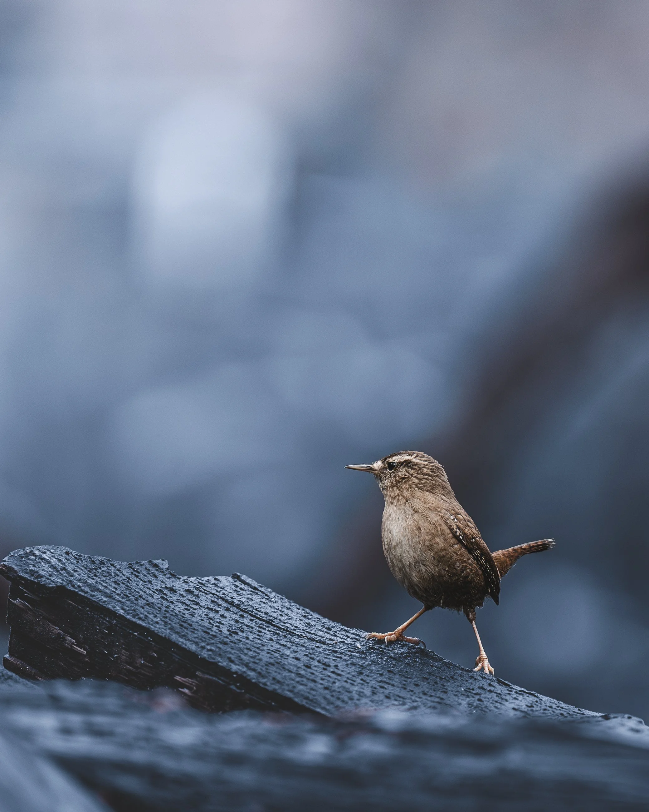 Small brown bird perched on wet black rock near water with a blurred background.