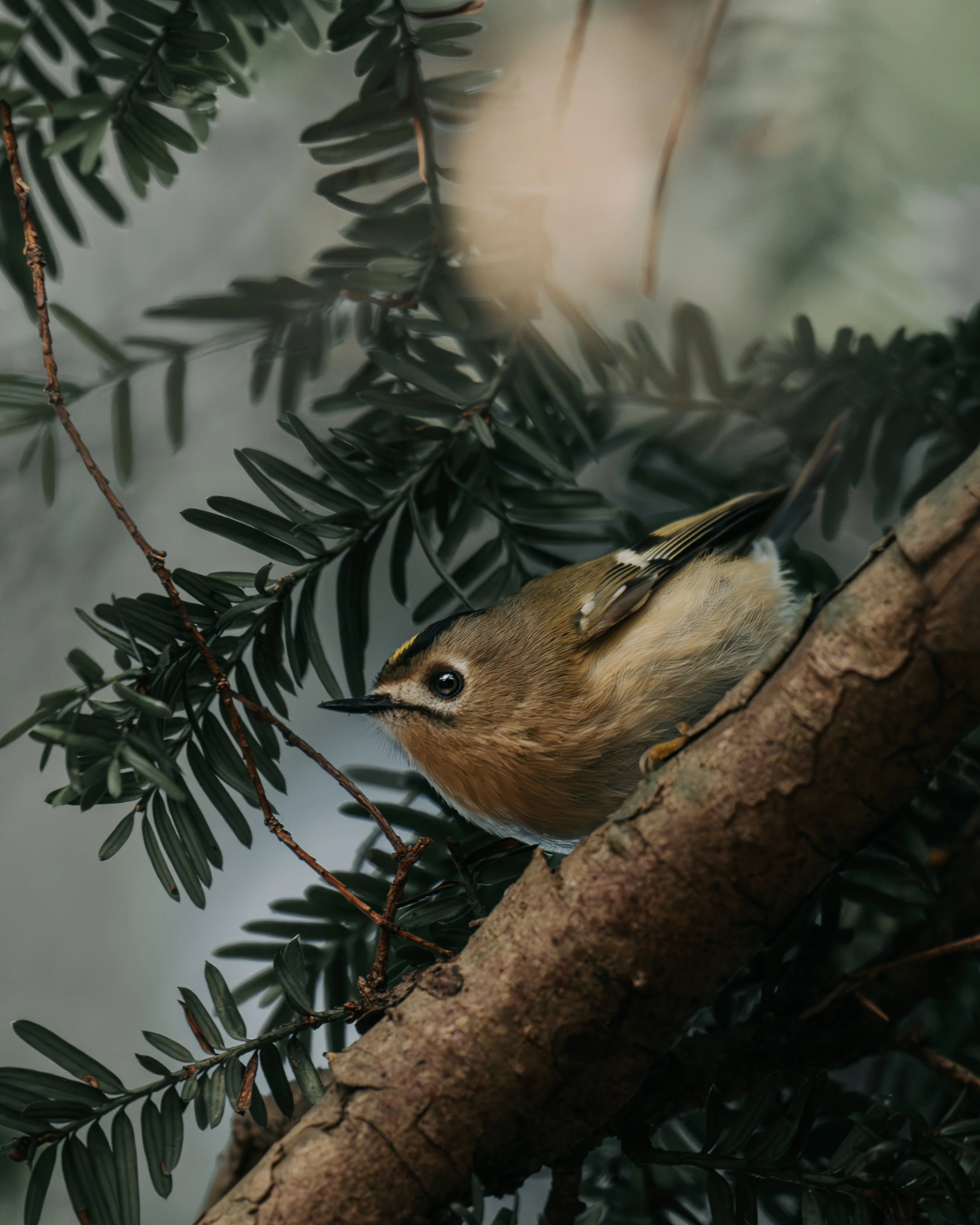 A small bird with brown and yellow feathers perched on a tree branch surrounded by dark green leaves.