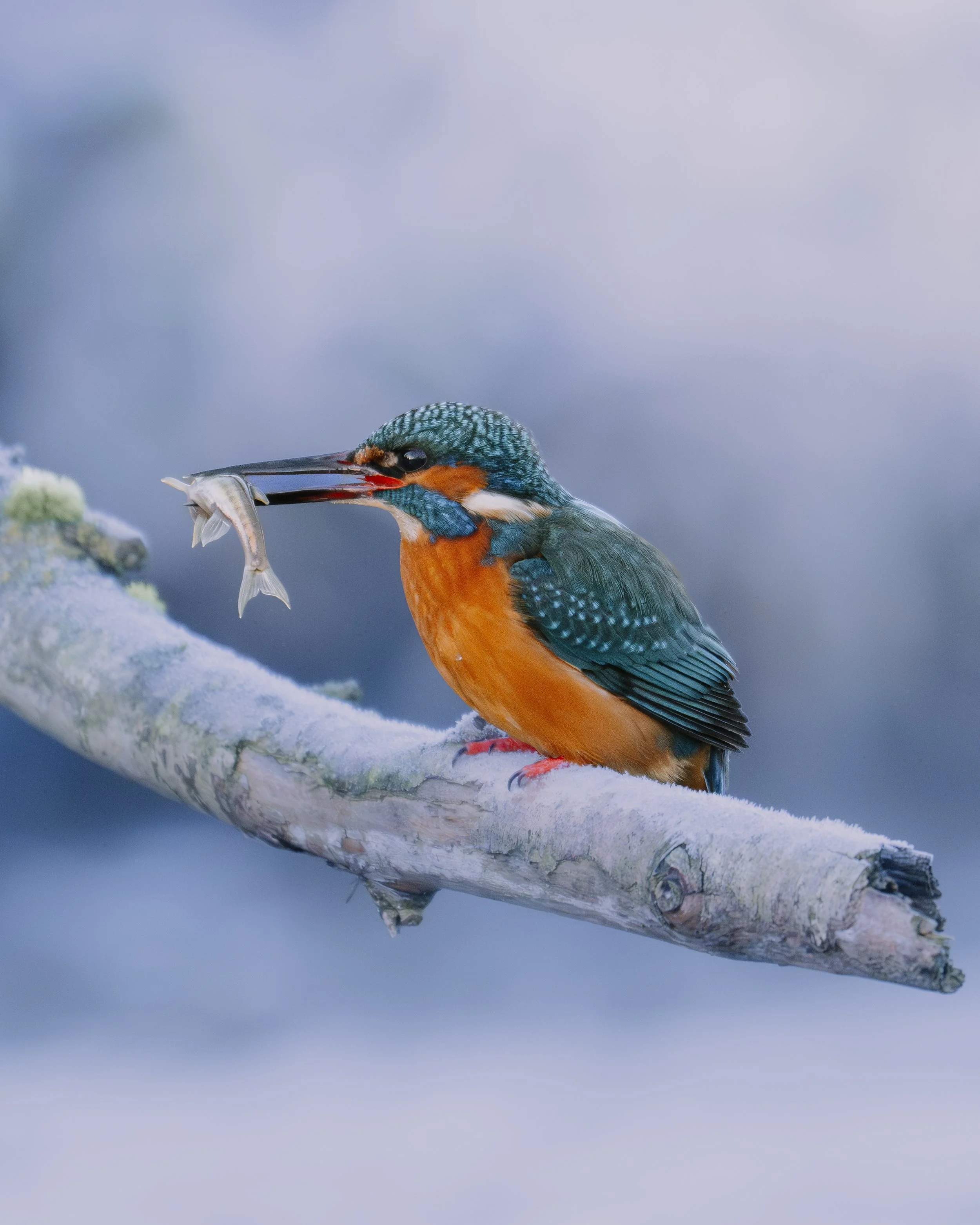 A kingfisher bird sitting on a branch holding a small fish in its beak.