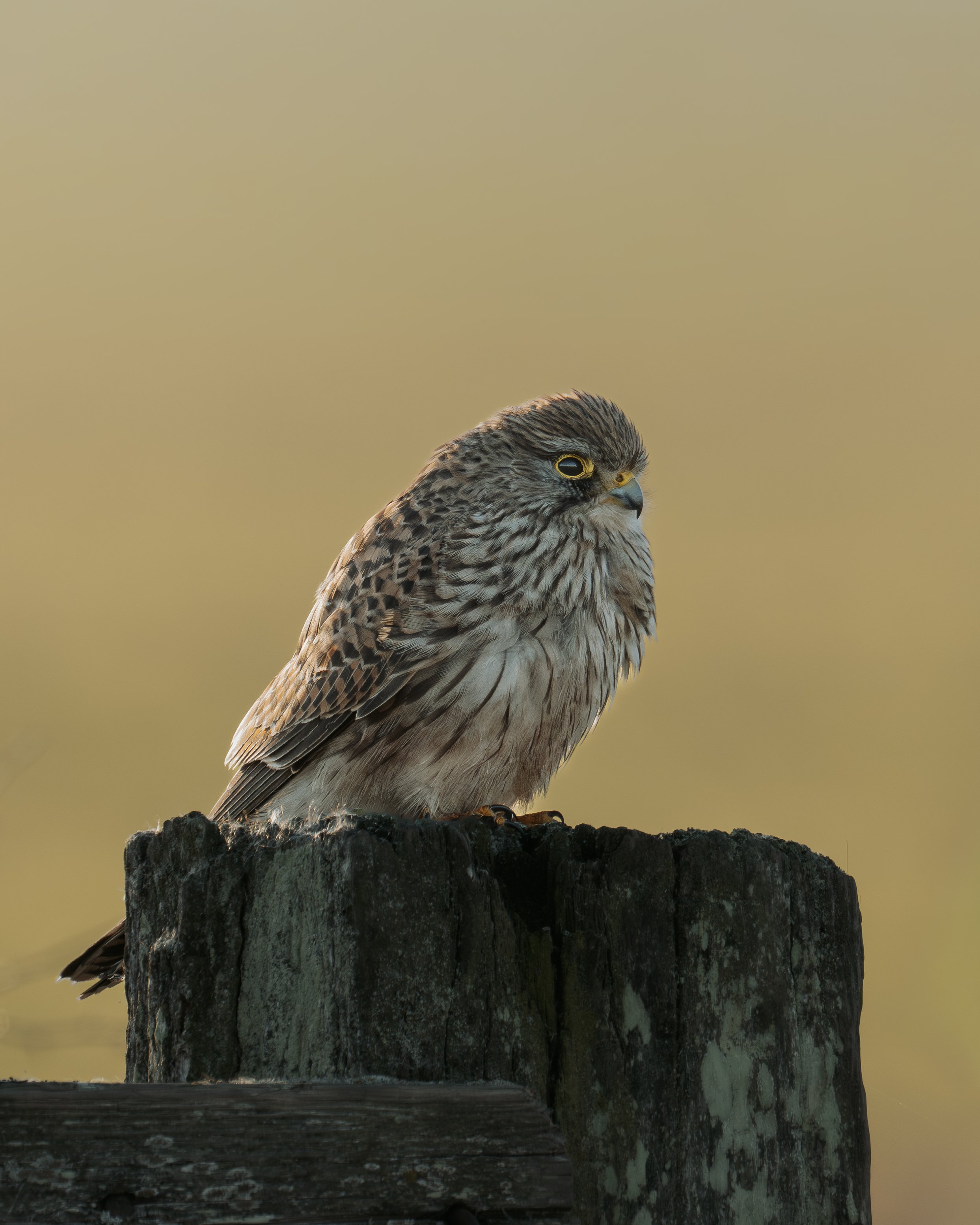 A bird of prey, possibly a kestrel, perched on a weathered wooden post with a soft, blurred background.
