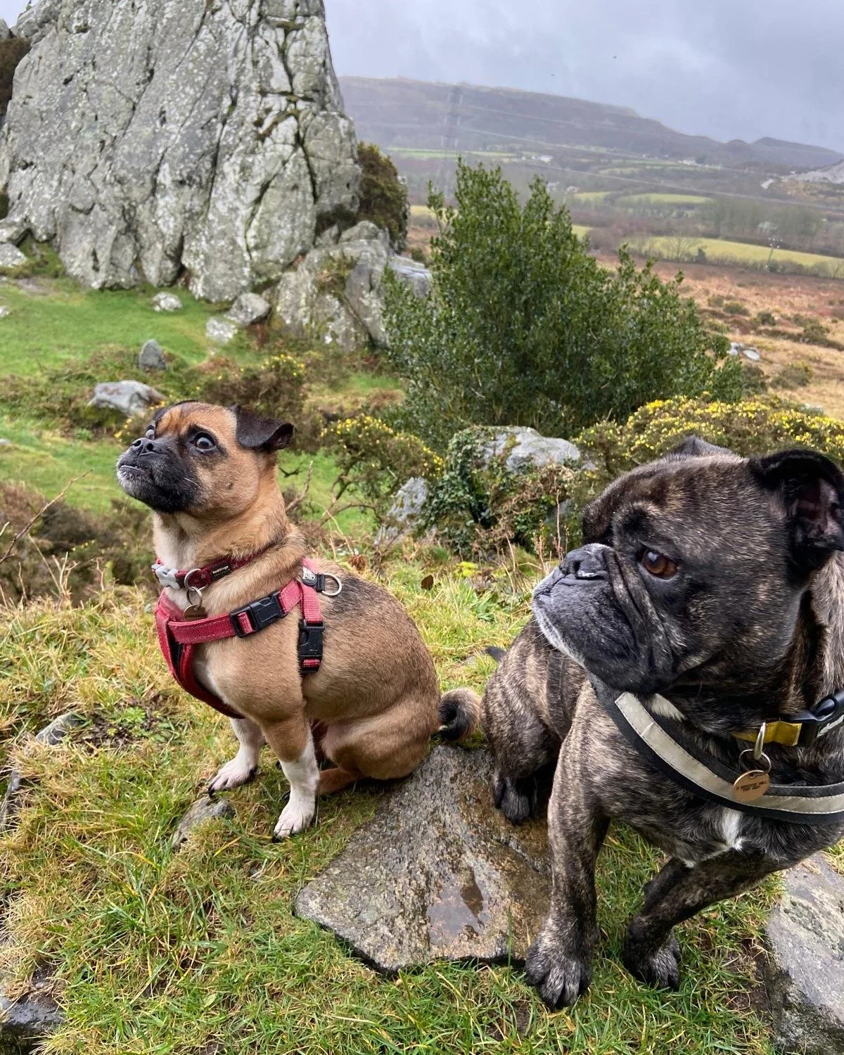 When someone says &ldquo;Virtual Assistant&rdquo;, you might picture emails and diary management...

And yes, I do plenty of that.

But my work with the Animal Rehabilitation and Health Academy is a good example of how VA support can grow into someth