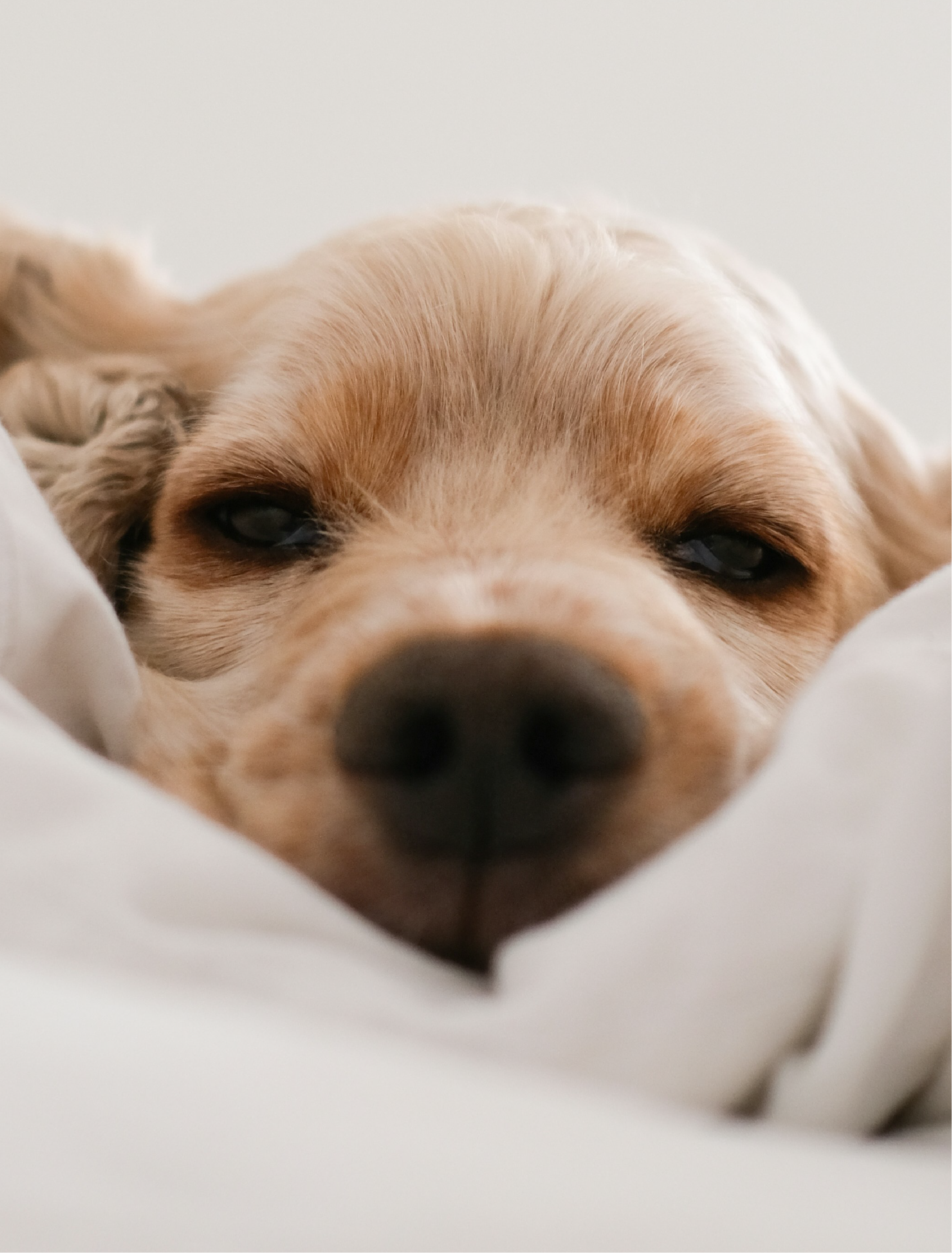Un chien couché, vue partielle de la tête avec les yeux à moitié fermés, posé sur un fond blanc.