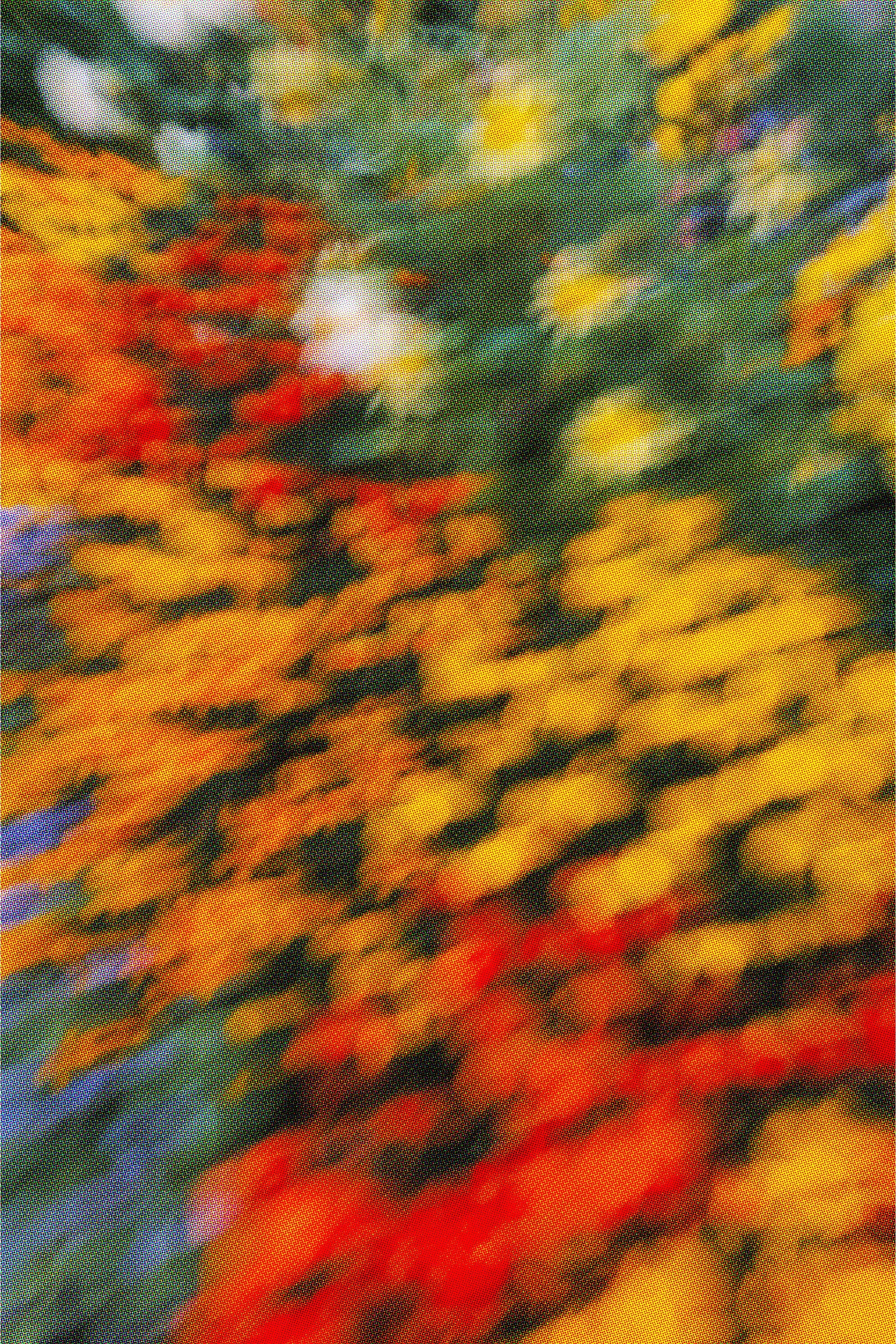 Fleurs Oranges et rouges