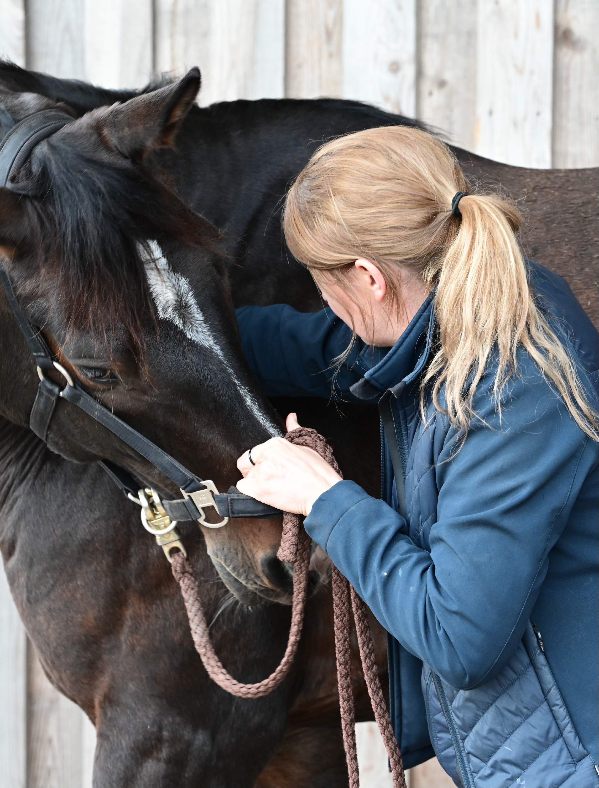Une personne avec des cheveux blonds attachés en queue de cheval et portant une veste bleue, caresse un cheval noir avec une tache blanche sur la tête, dans un hangar en bois.