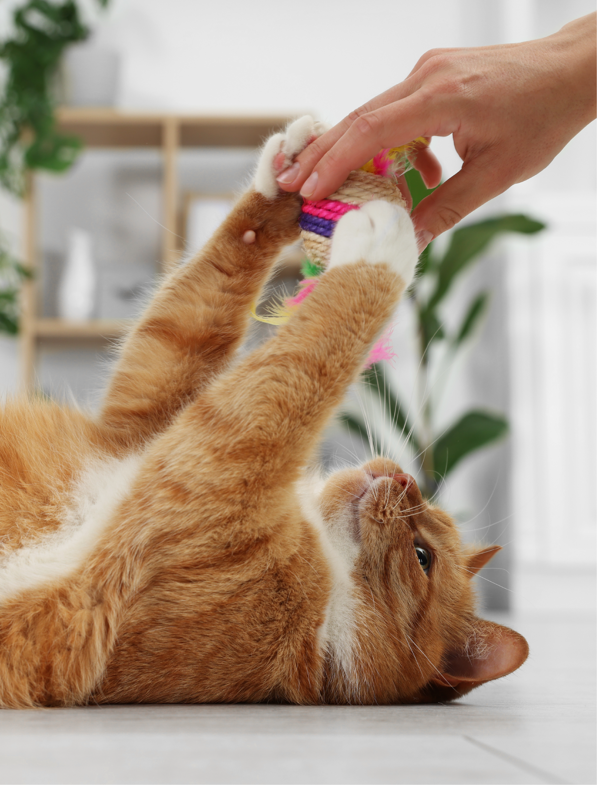 Deux chats orange jouent avec une balle en peluche multicolore dans une pièce lumineuse, avec des plantes vertes en arrière-plan.