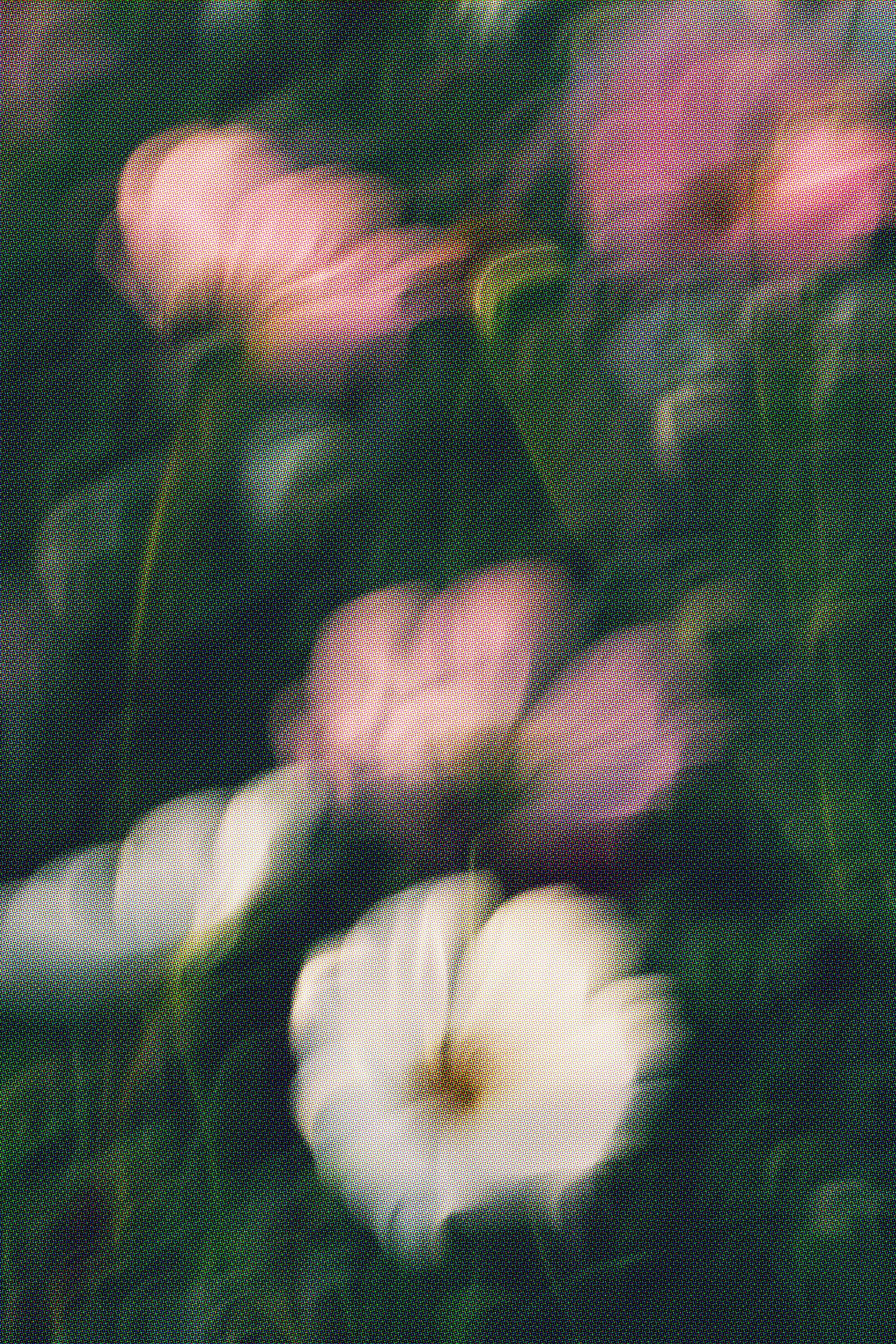 Fleurs roses et blanches