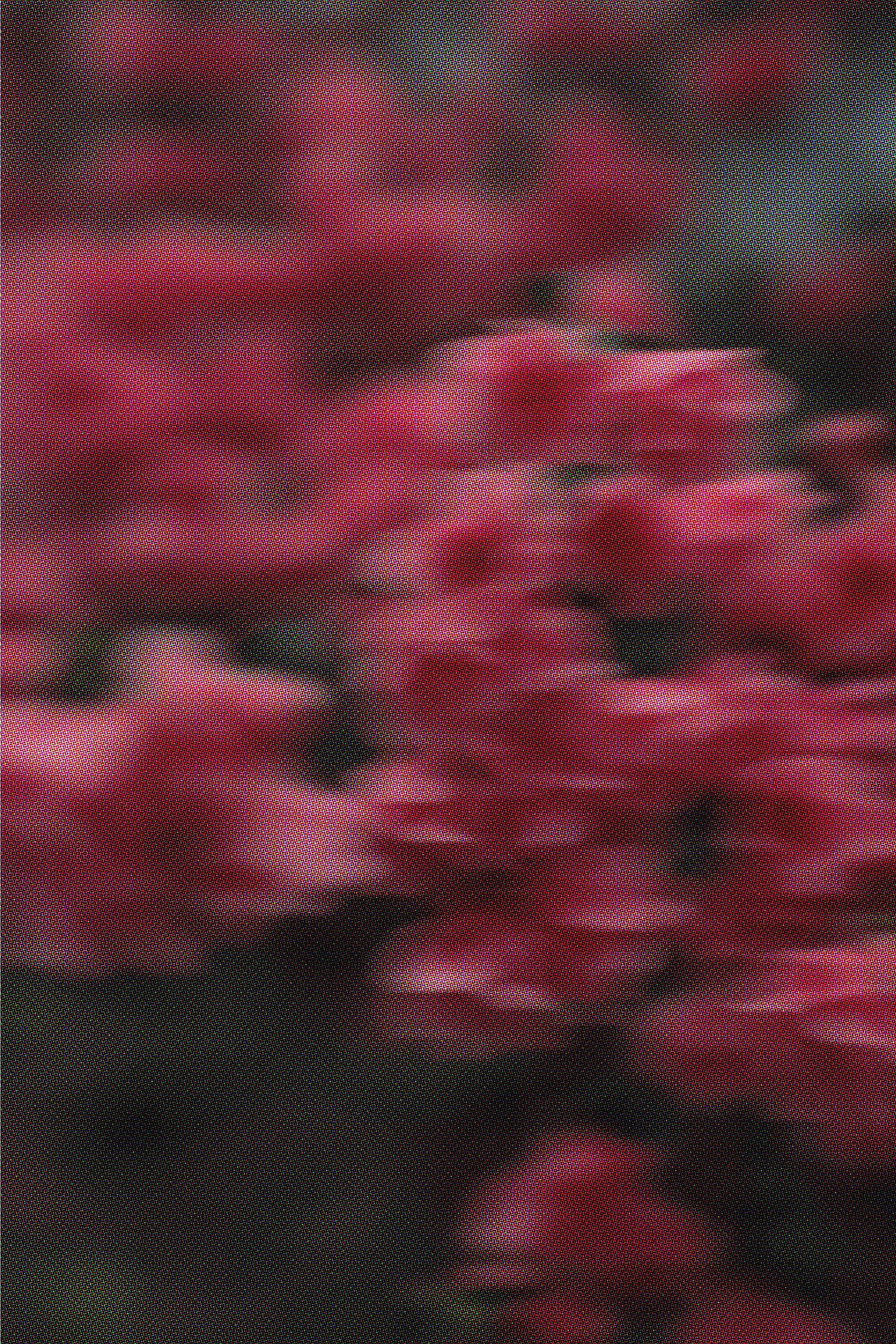 Fleurs roses fuchsias
