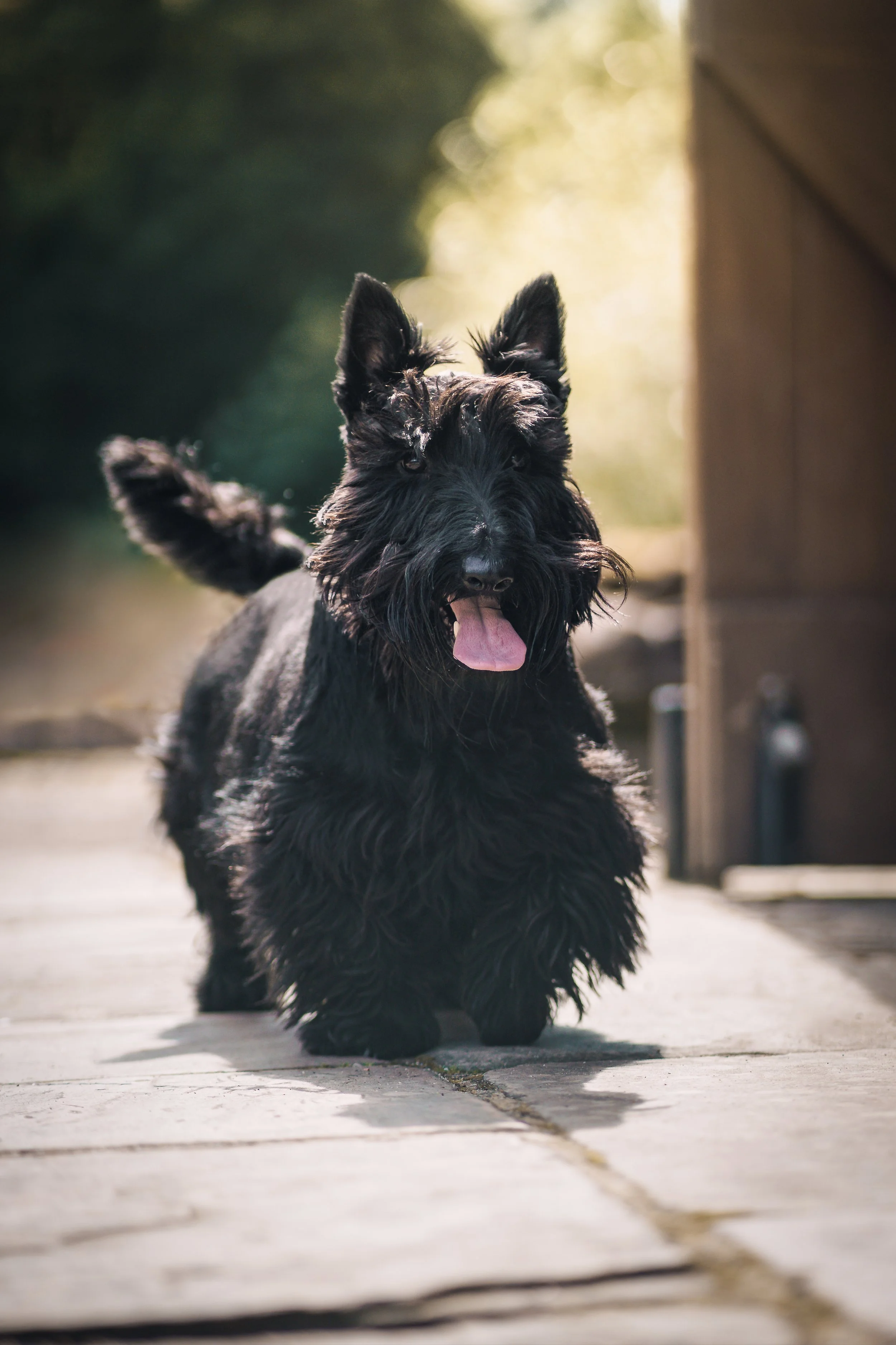 A black Scottish Terrier dog walking on a paved pathway outdoors in sunlight, with a bush and wooden structure in the background.