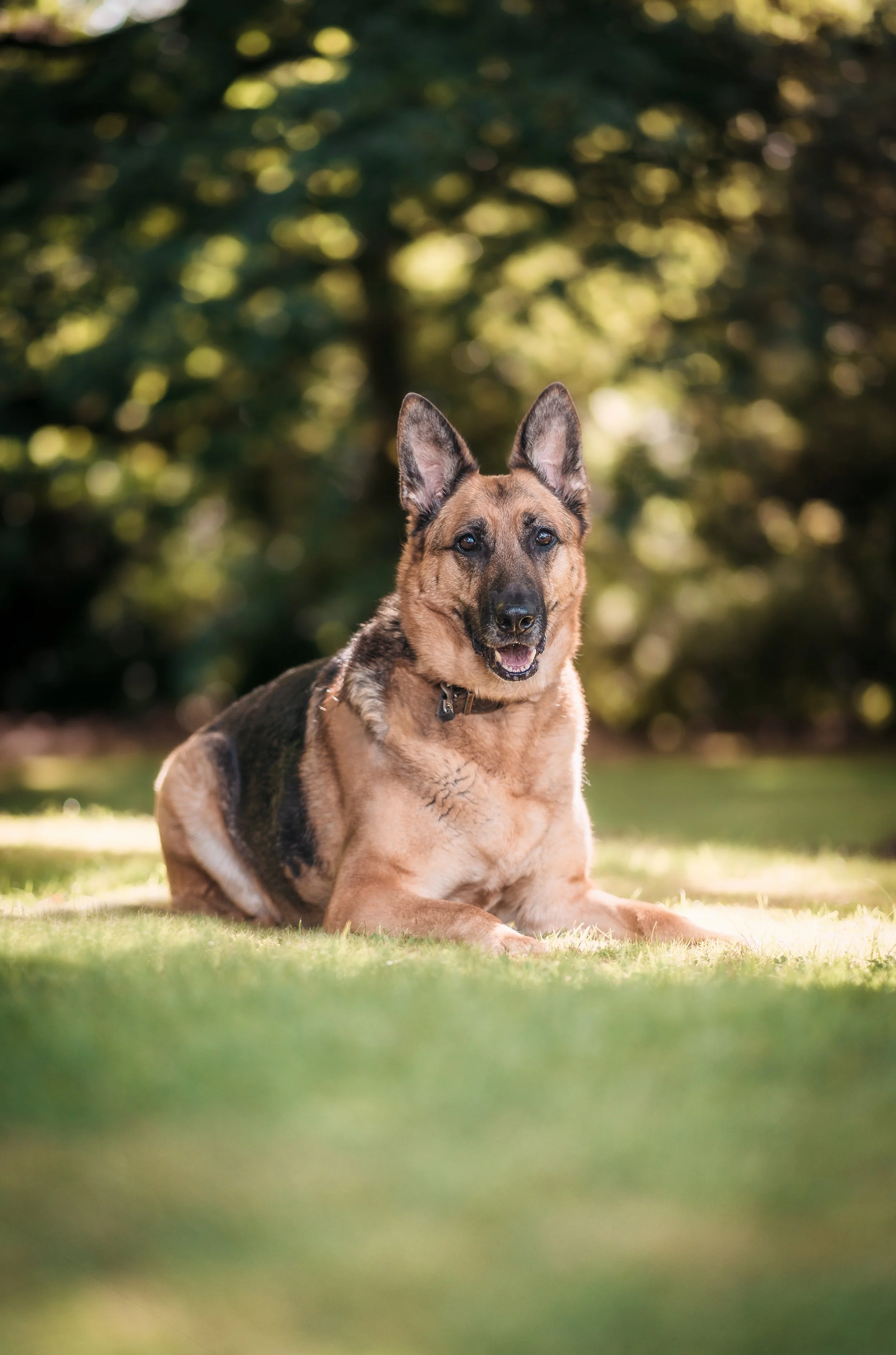 A German Shepherd dog lying on a grassy field with a blurred green forest background, looking towards the camera.