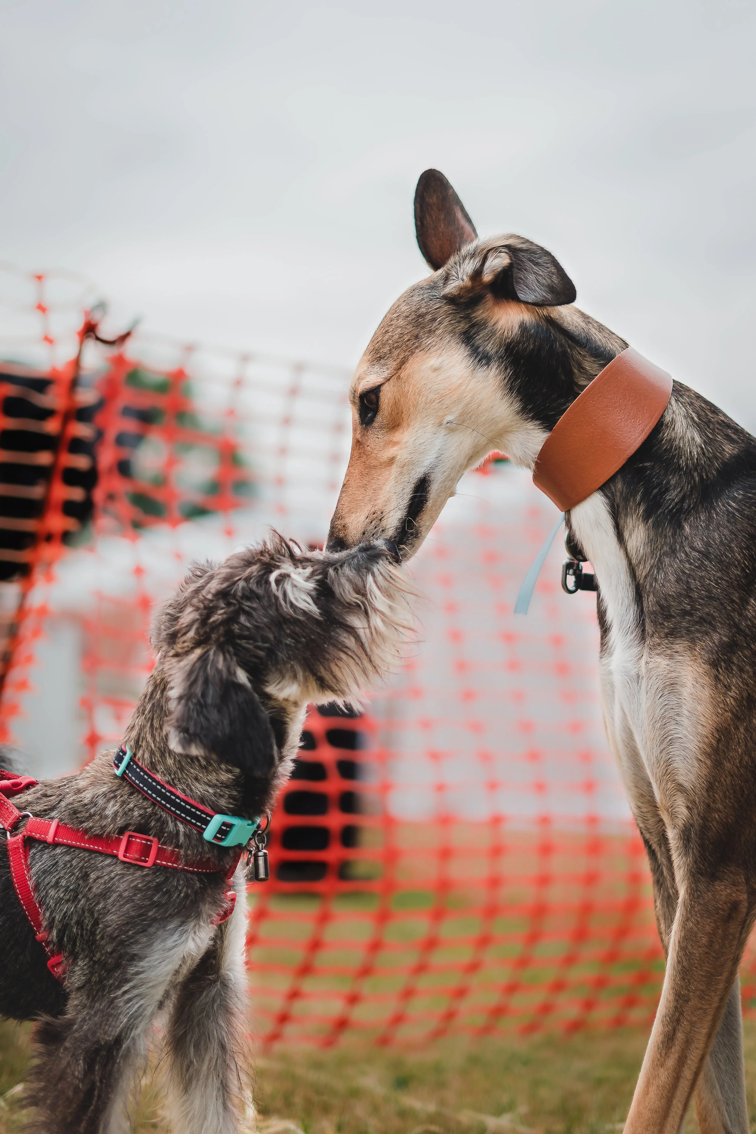 A small dog and a tall dog touching noses at an outdoor park with orange construction fencing in the background.