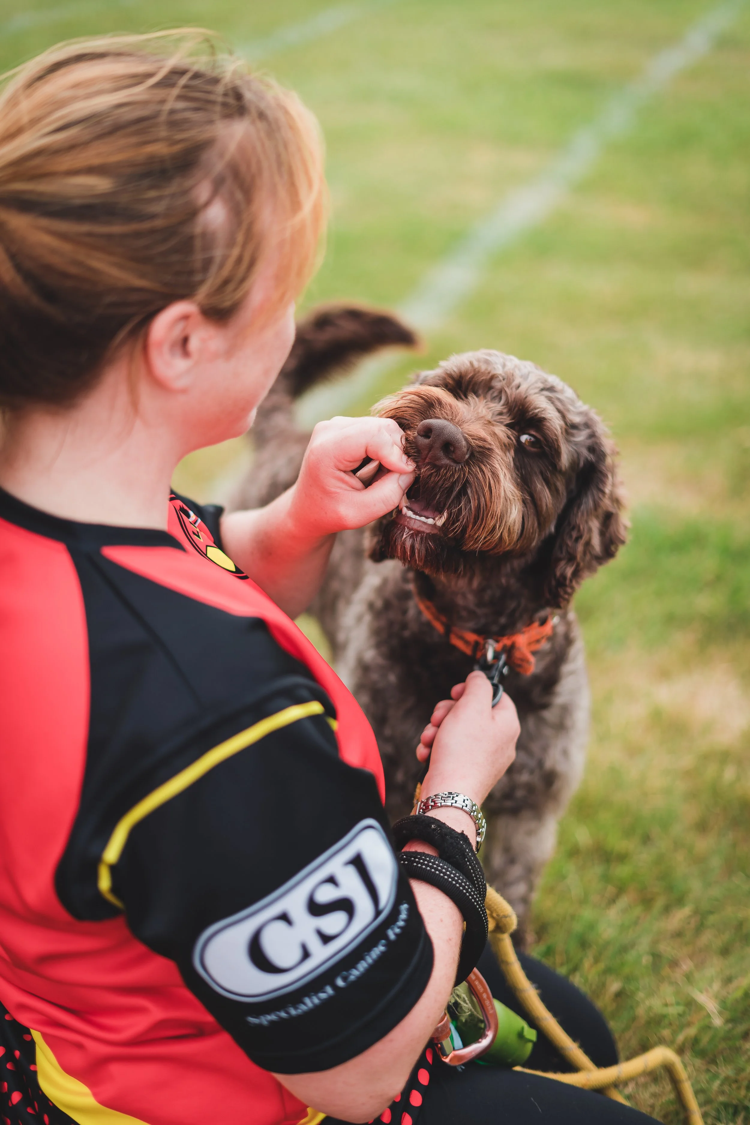 A woman with a red and black sports shirt playing with a brown, curly-haired dog outdoors on a grassy field.
