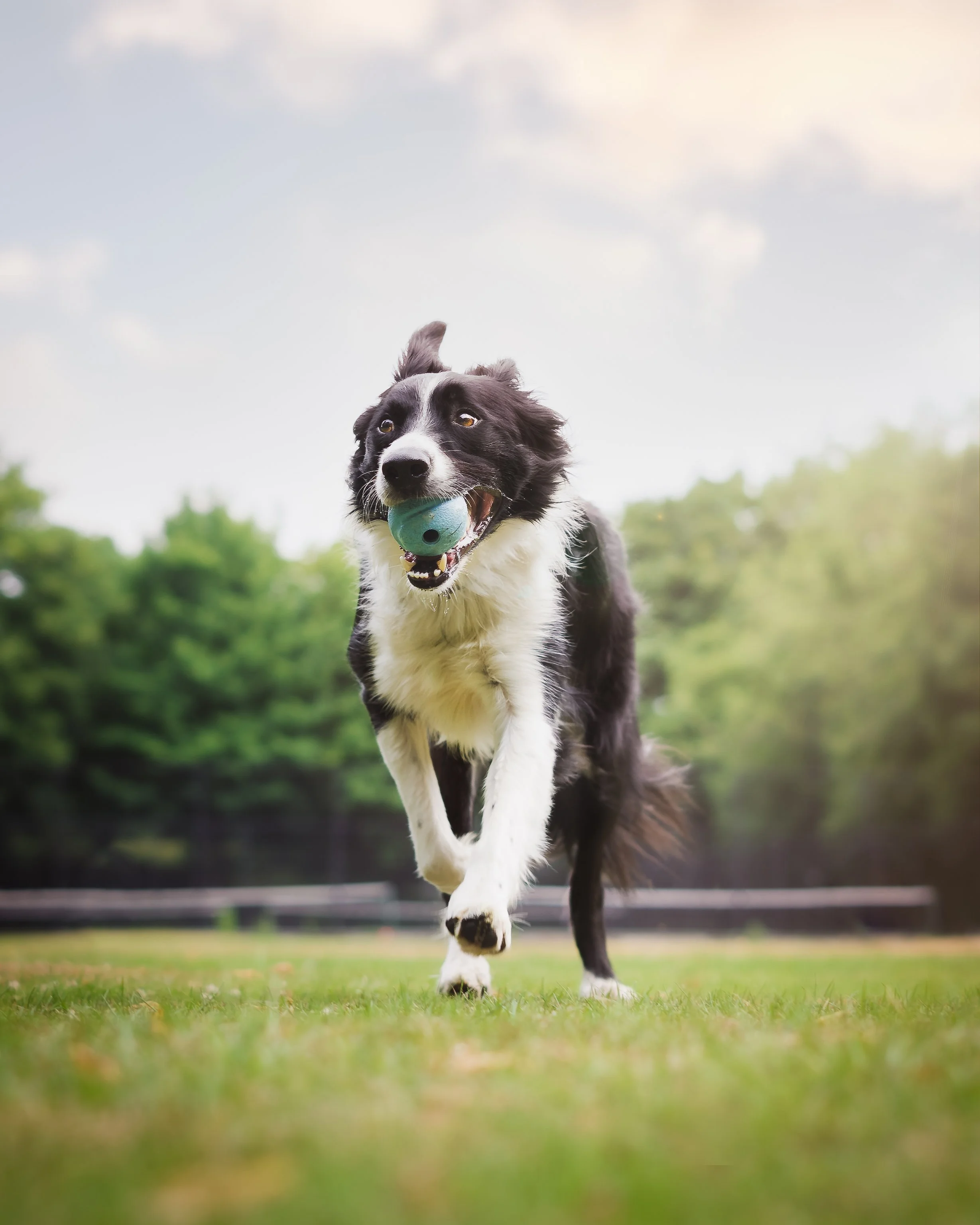 A black and white Border Collie dog running outdoors on grass, carrying a green ball in its mouth, with a blurred background of trees and a cloudy sky.