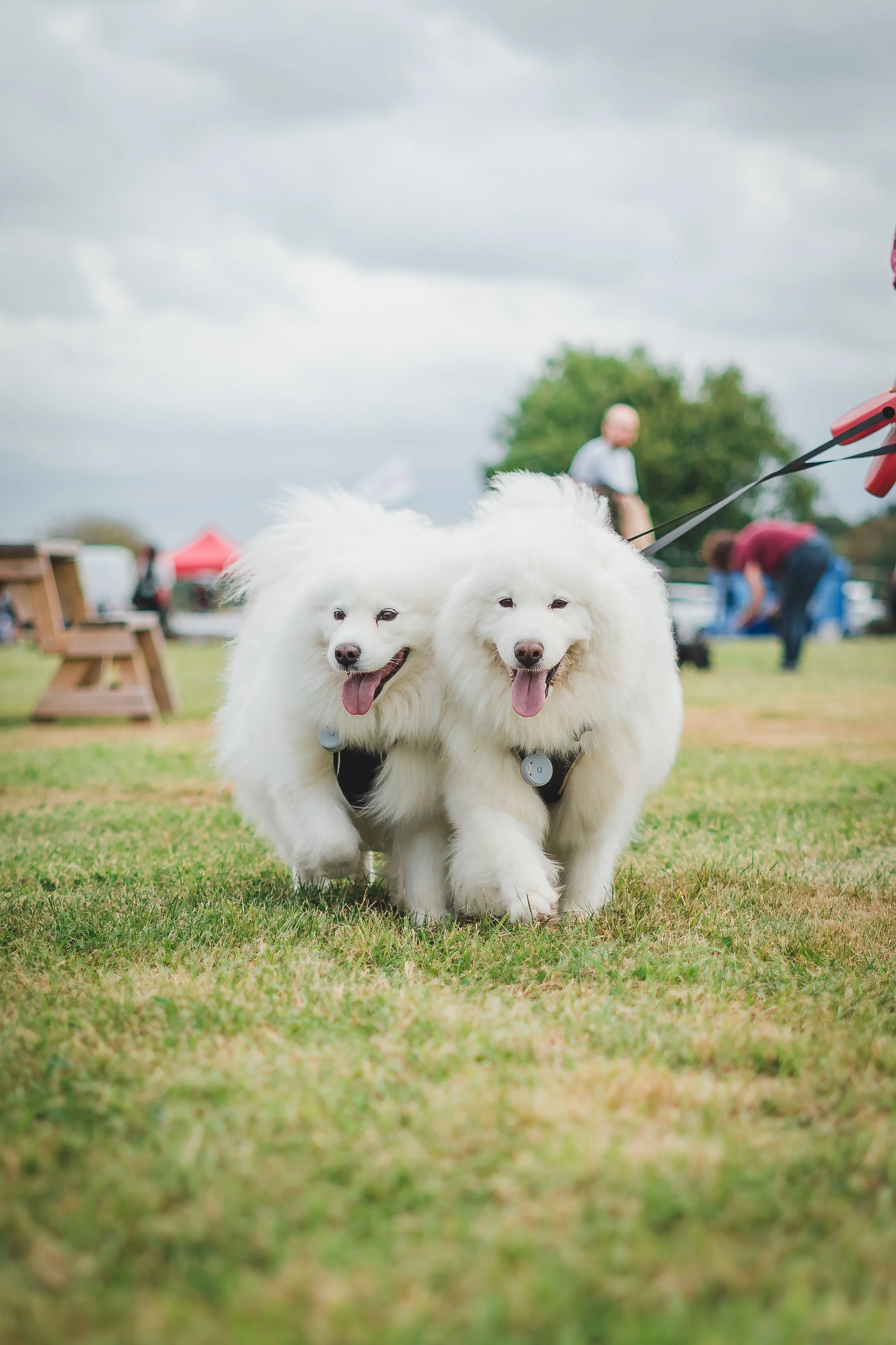 Two fluffy white dogs with leashes walking on grass at an outdoor event, with people and tents in the background.