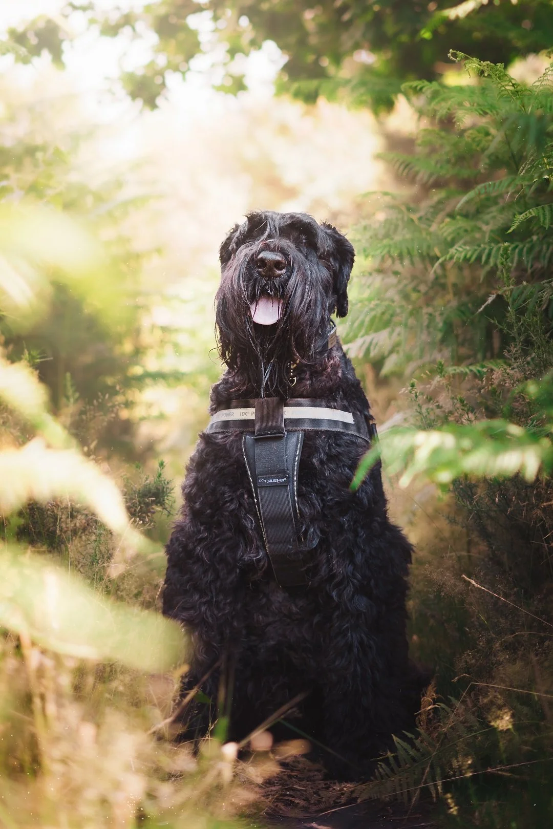 A black dog with curly fur sitting outdoors in a lush, green forested area with sunlight filtering through the trees.