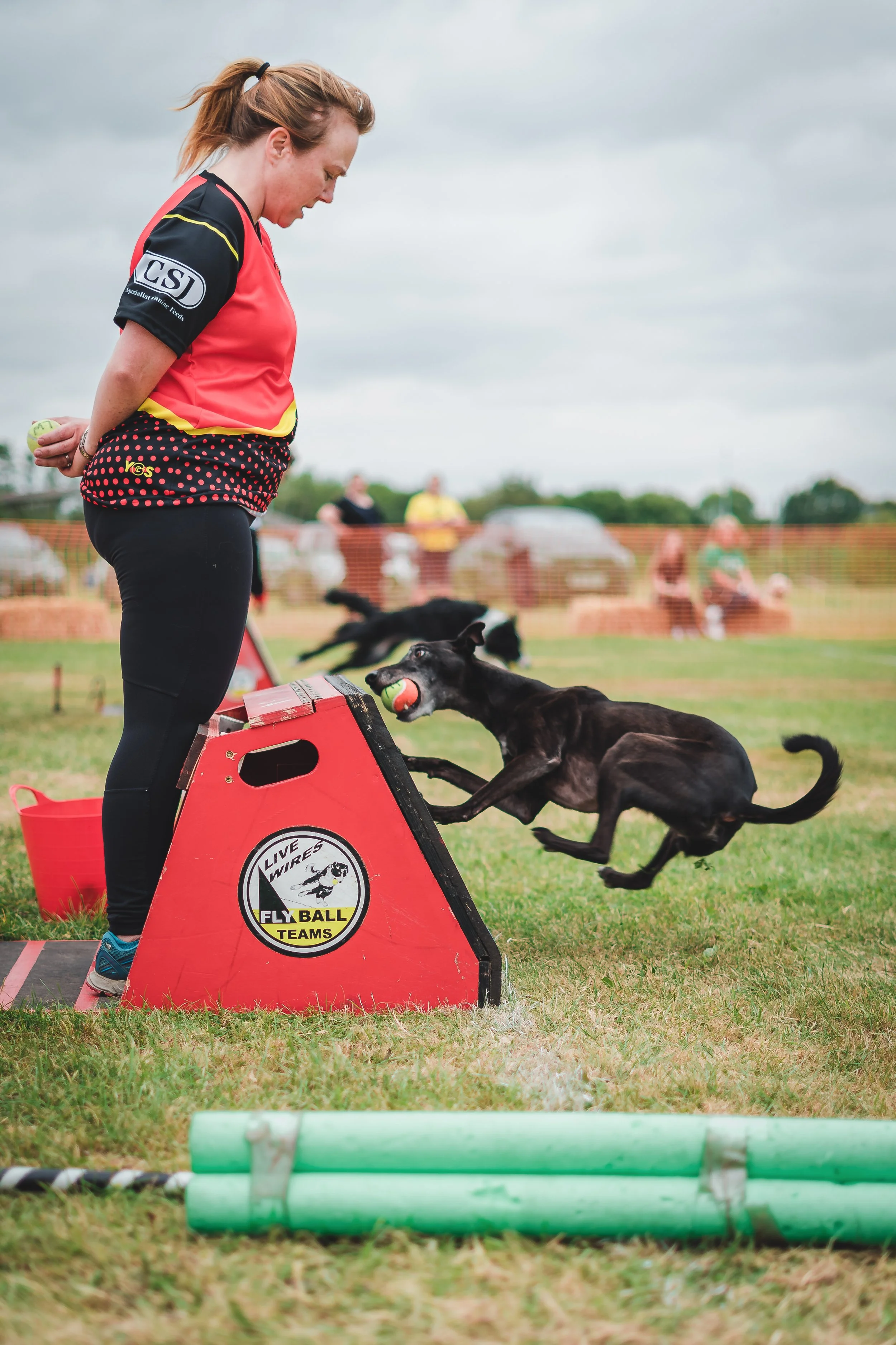 A woman in a pink and black sports shirt is participating in a dog agility event, guiding a black dog that is jumping over an obstacle with a green ball in its mouth during the daytime outdoors.
