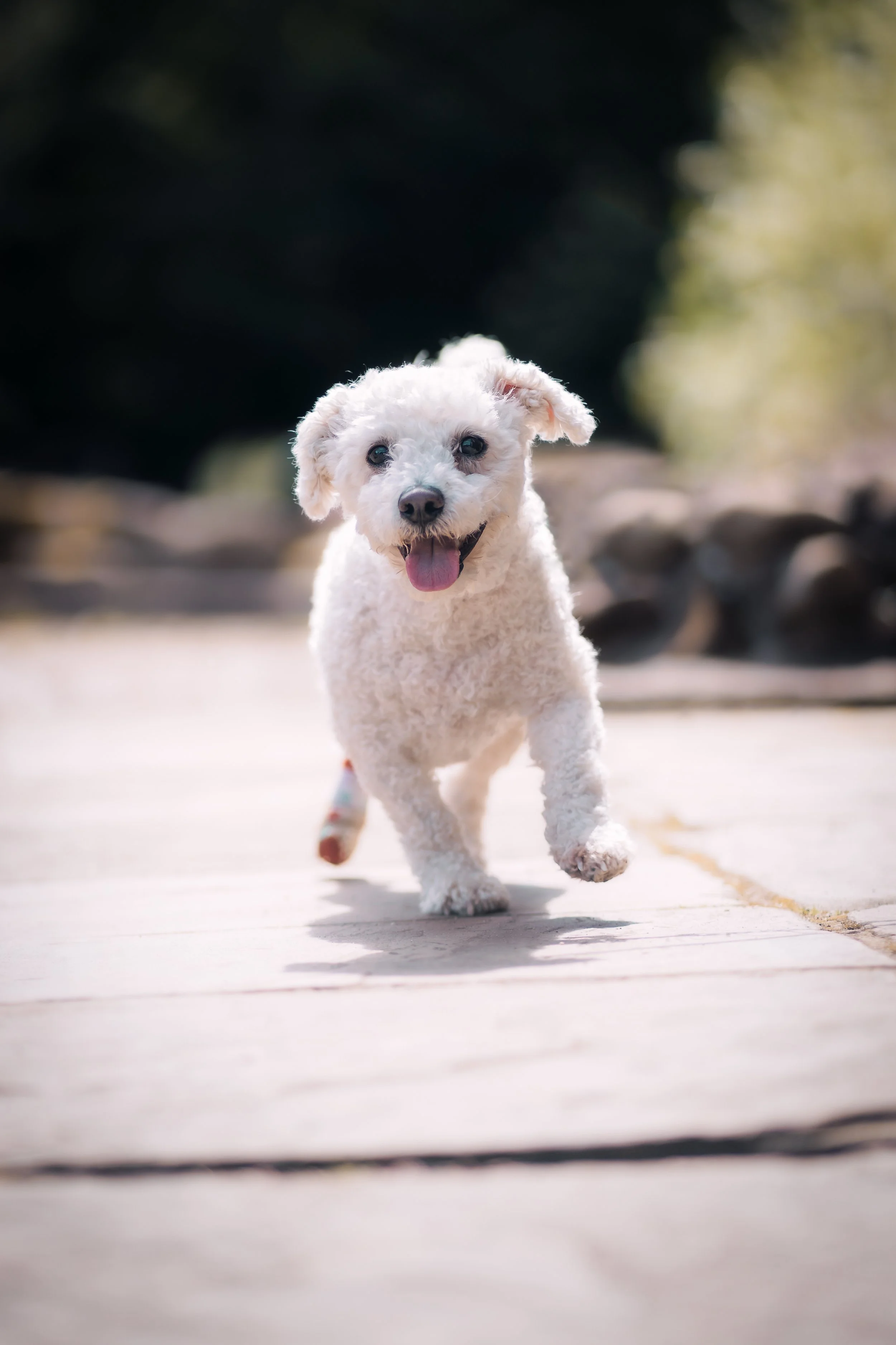 A small, fluffy white dog running outdoors on a sunny day with a joyful expression.