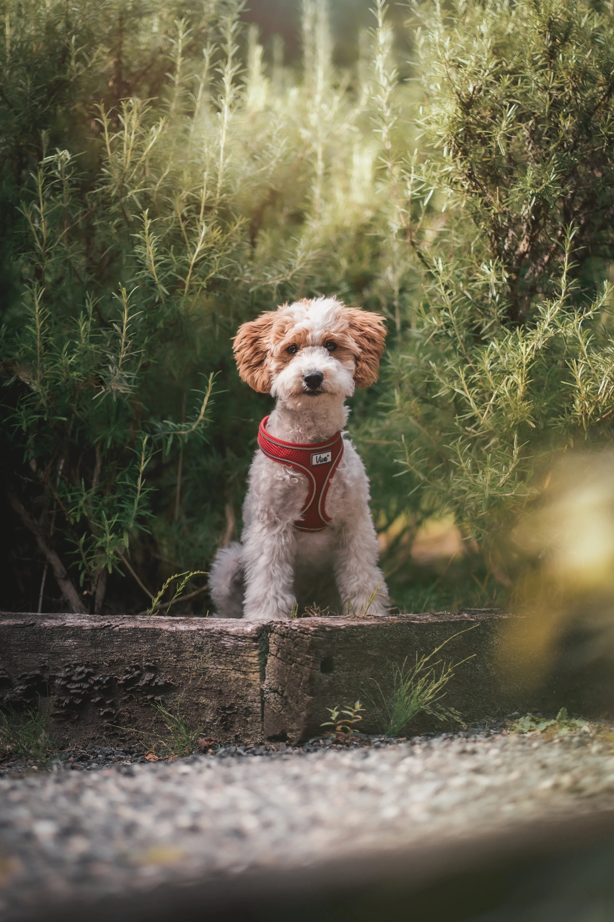 A small fluffy dog with tan and white fur wearing a red harness, sitting outdoors among green bushes and plants, looking at the camera.