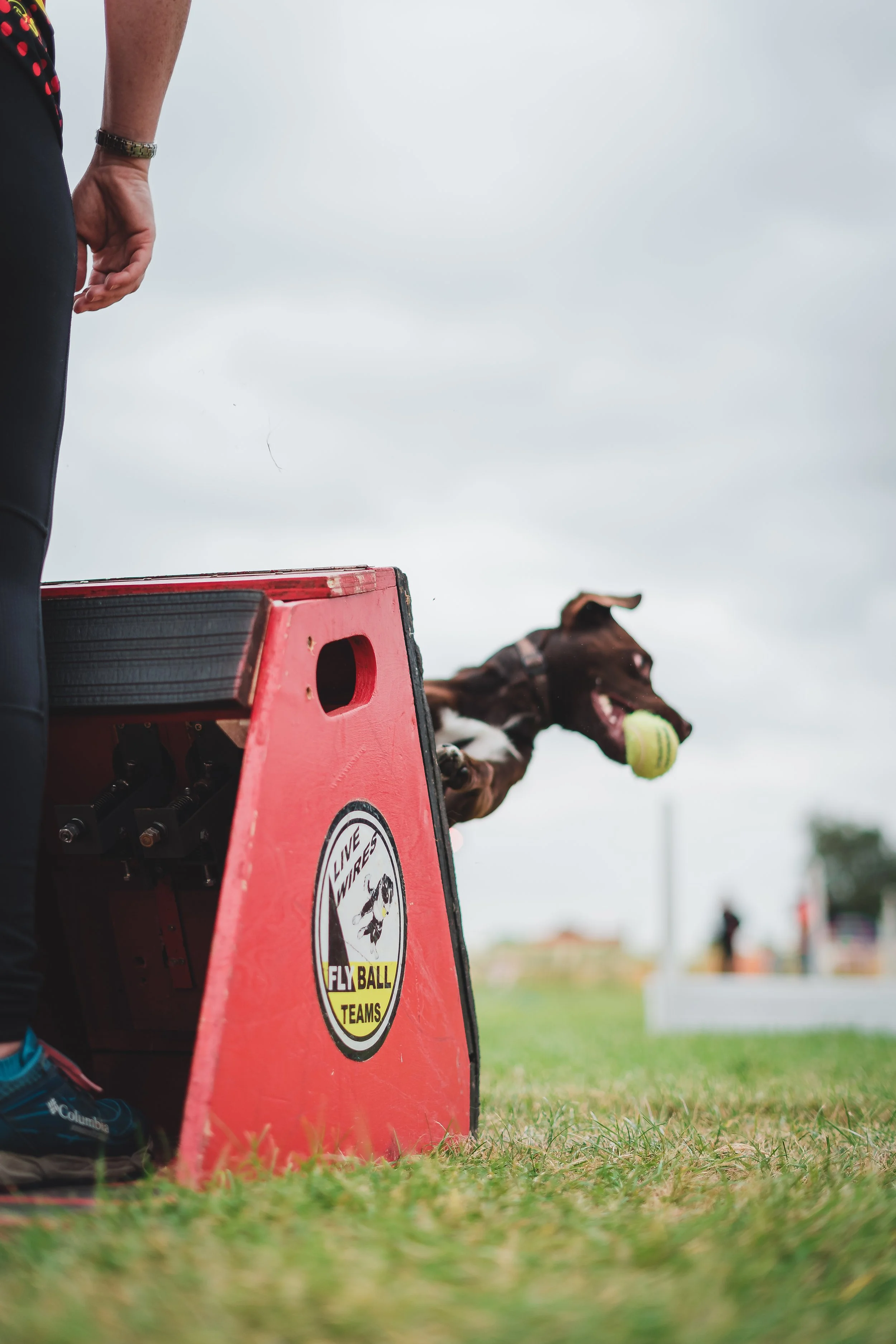 Dog catching a tennis ball during a dog sports event, with a person standing nearby and a red equipment piece with a logo that says 'Fly Ball Teams' on a grassy field under a cloudy sky.