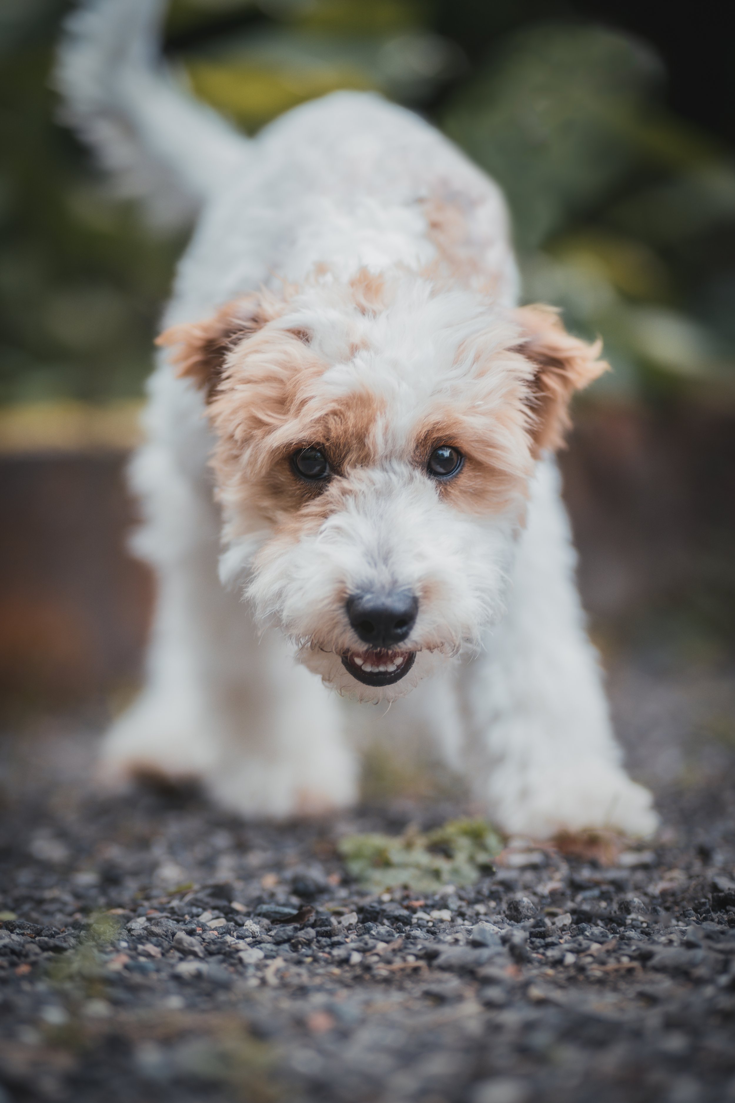 A cute, fluffy puppy with white and brown fur, looking directly at the camera while walking outdoors on a gravel path.