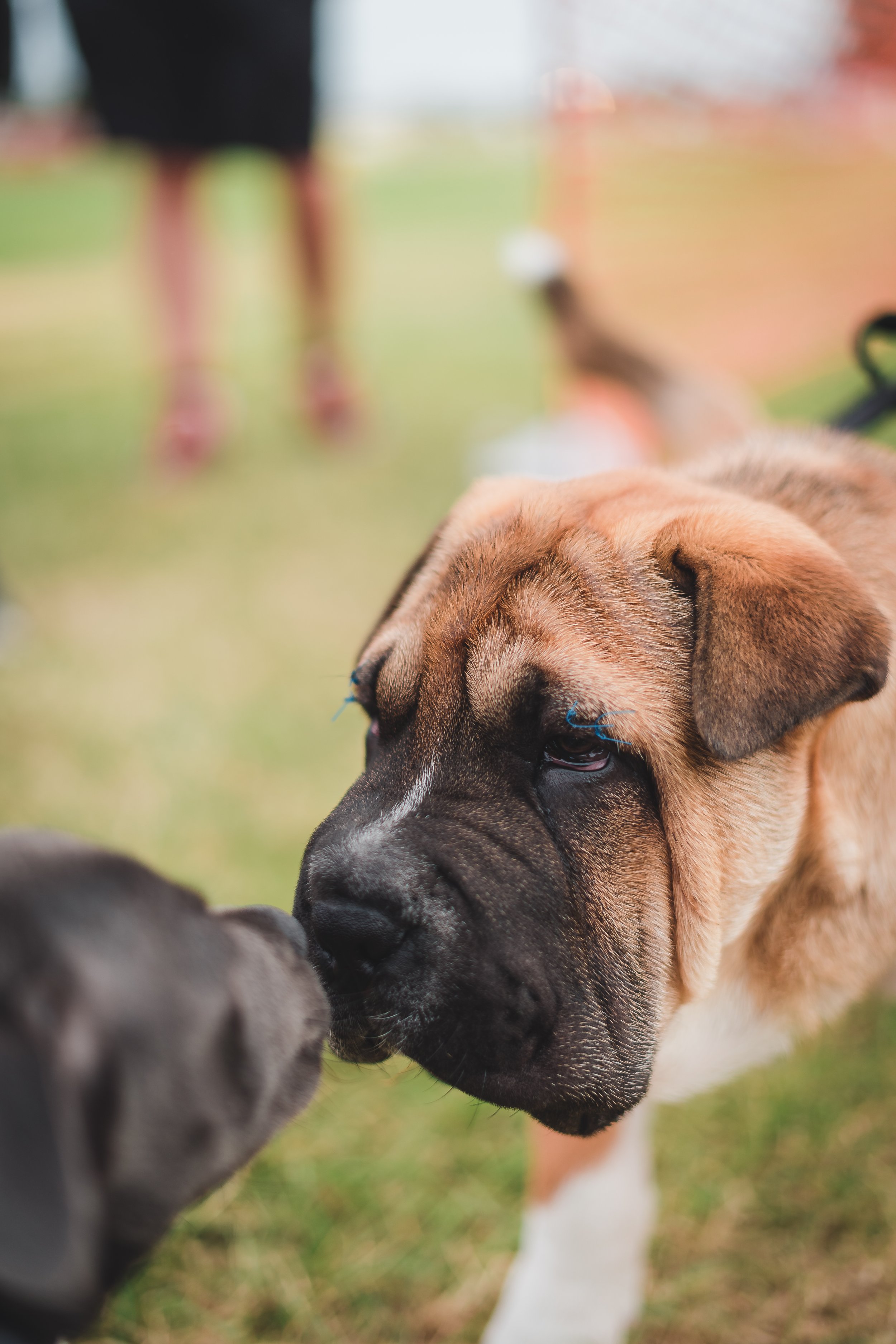 A large dog with brown and black fur and a black nose is nose-to-nose with a smaller gray dog. The background shows a person wearing a black dress standing on a grassy area.