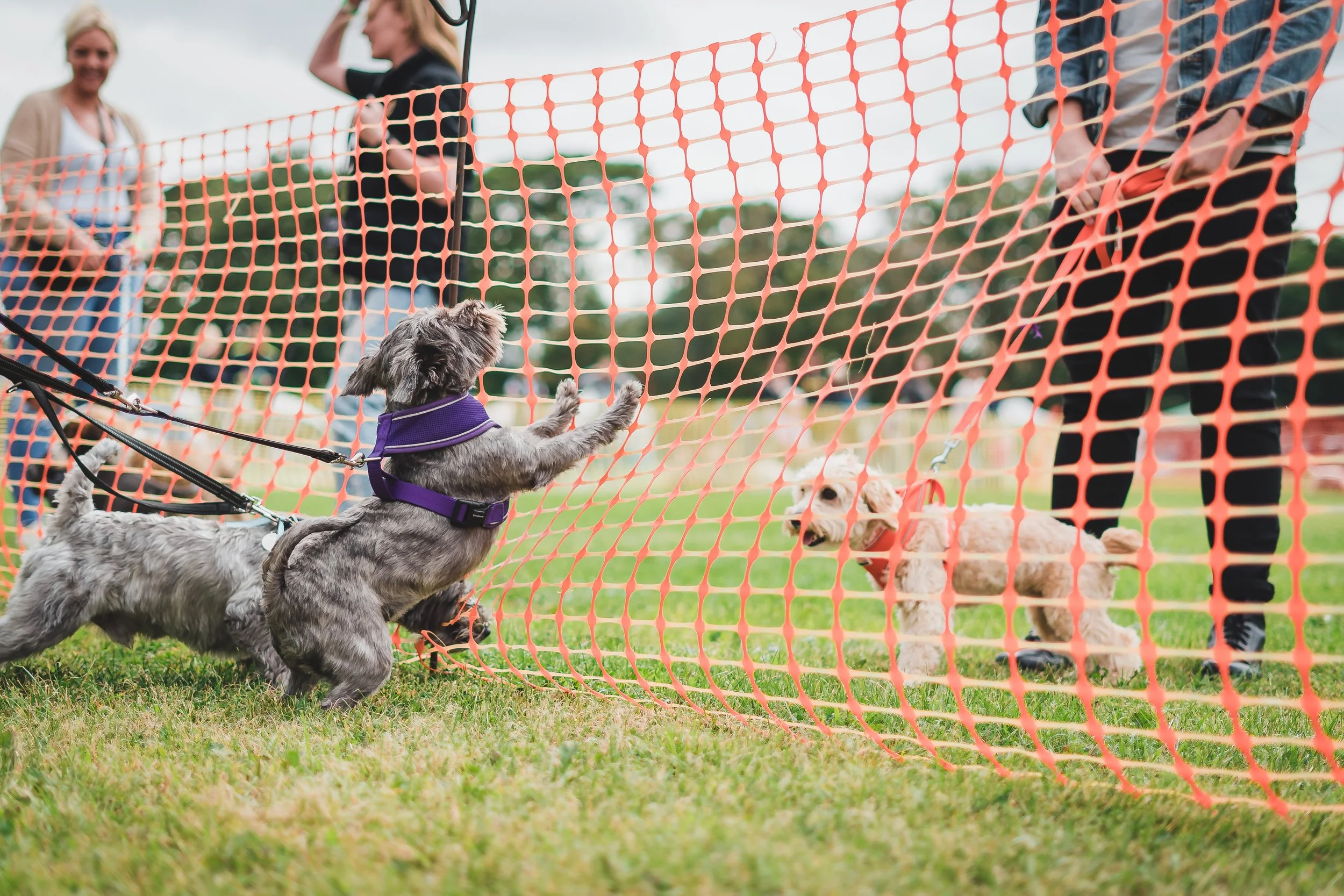 Two dogs, one with a purple harness, are jumping over an orange plastic fence trying to reach a dog on the other side, where a man and a woman are standing nearby, outdoors on grass.