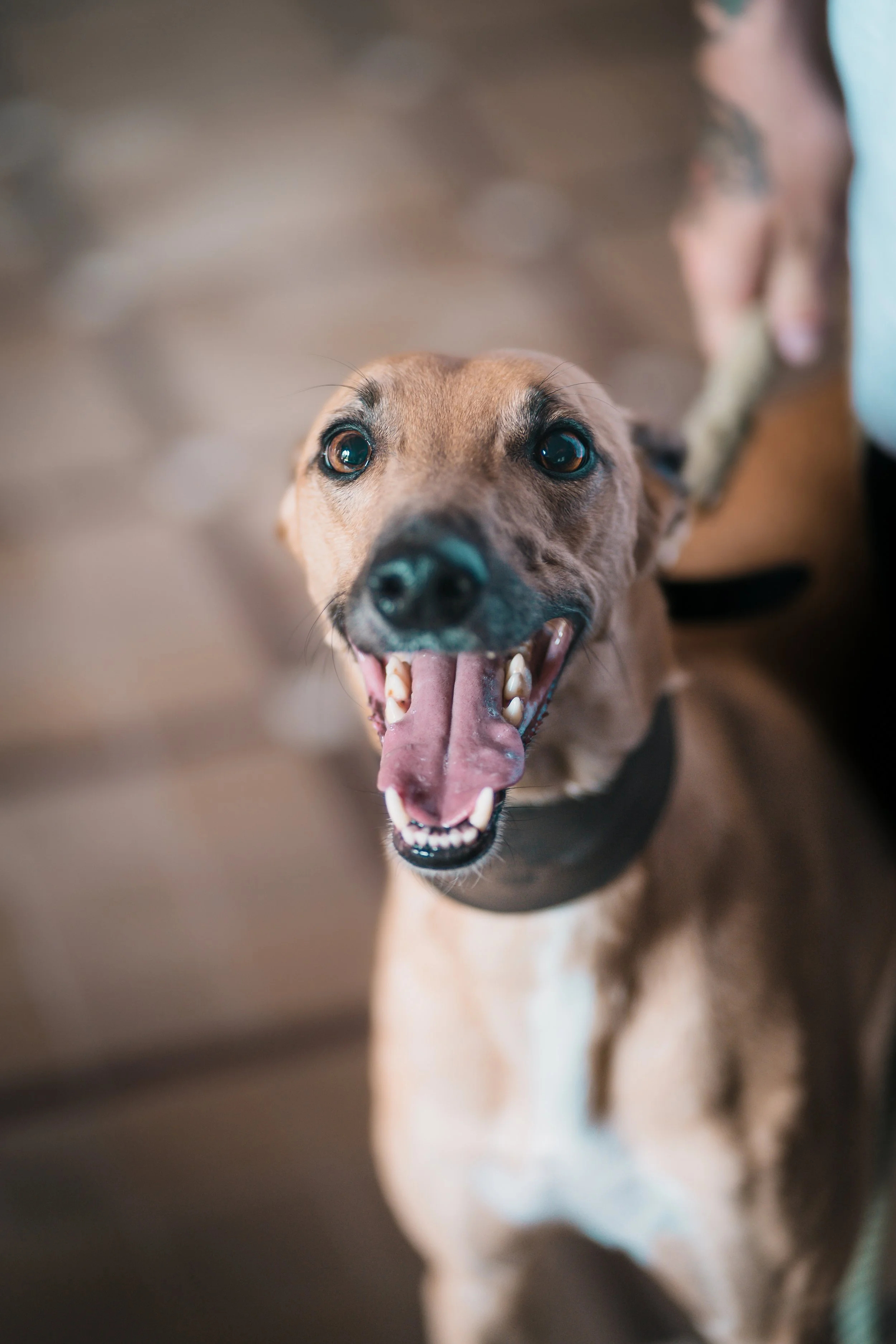 A happy, brown dog with a black collar looking up with an open mouth, showing teeth, indoors.