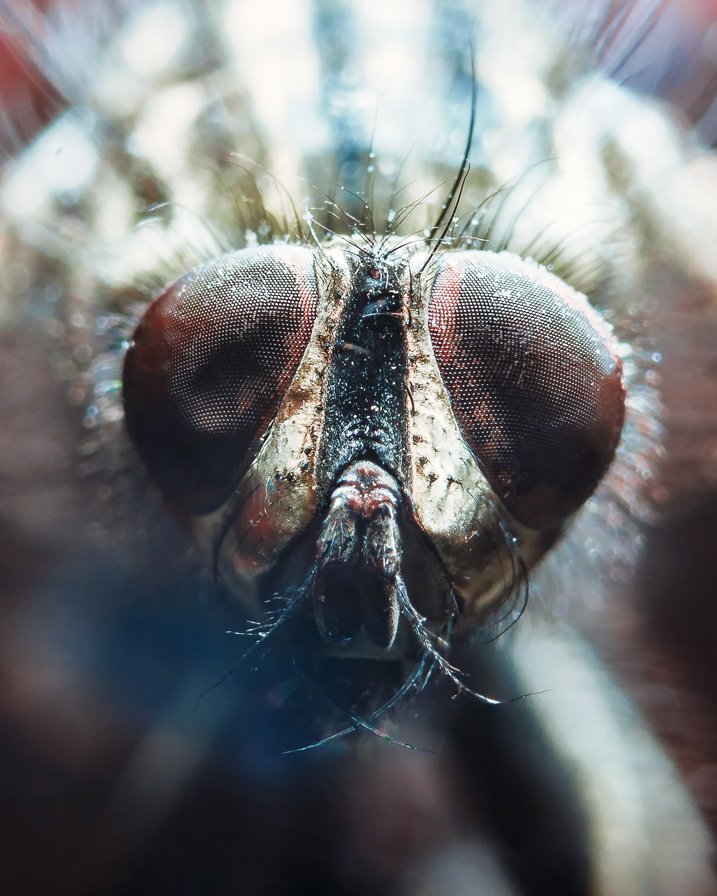 Close-up macro image of a fly's face showing large compound eyes, short antennae, and fine hairs on its head.