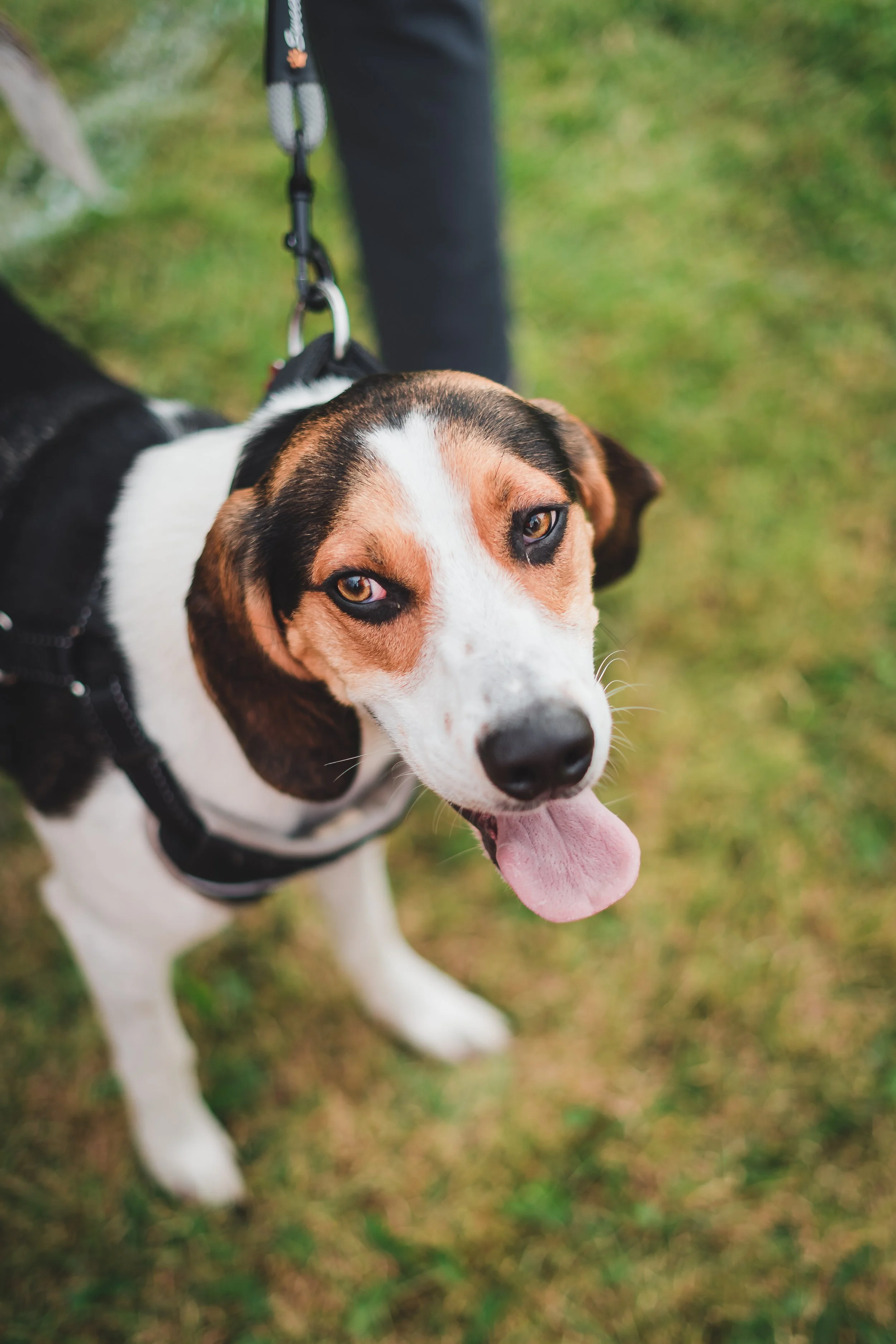 Close-up of a beagle dog on a leash with green grass background.