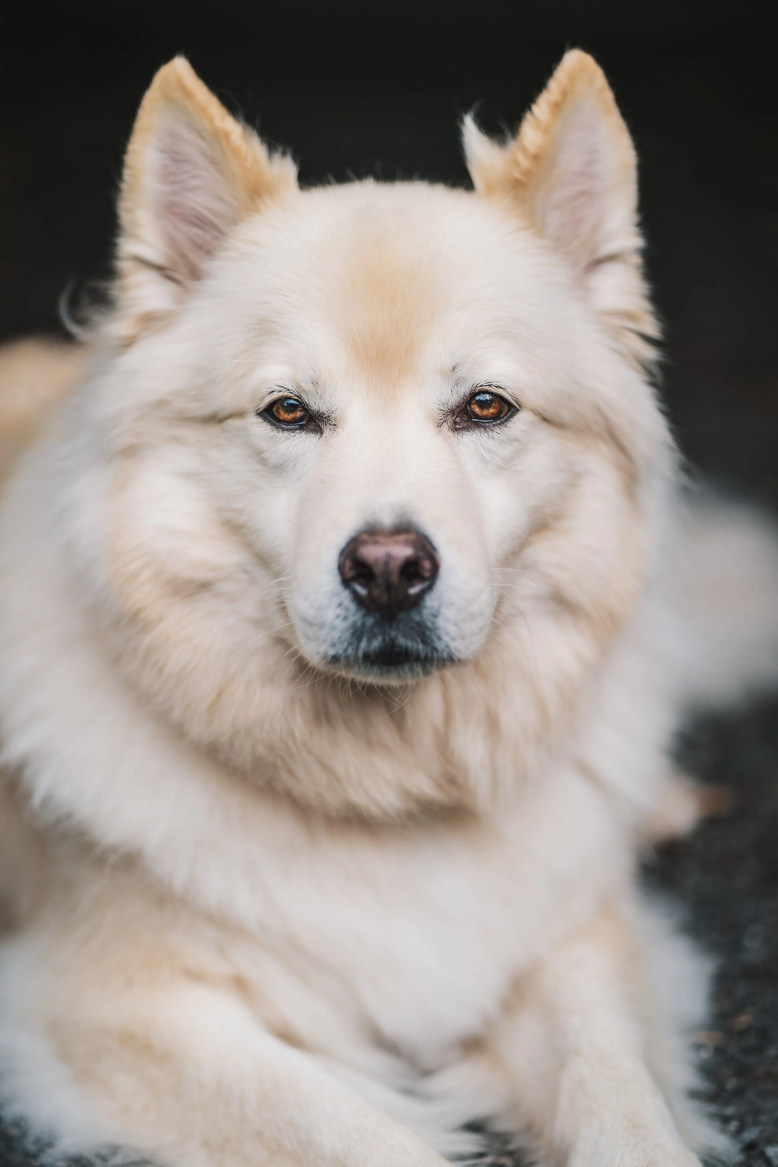 Close-up of a fluffy, cream-colored dog with pointed ears and brown eyes, lying on a dark surface.