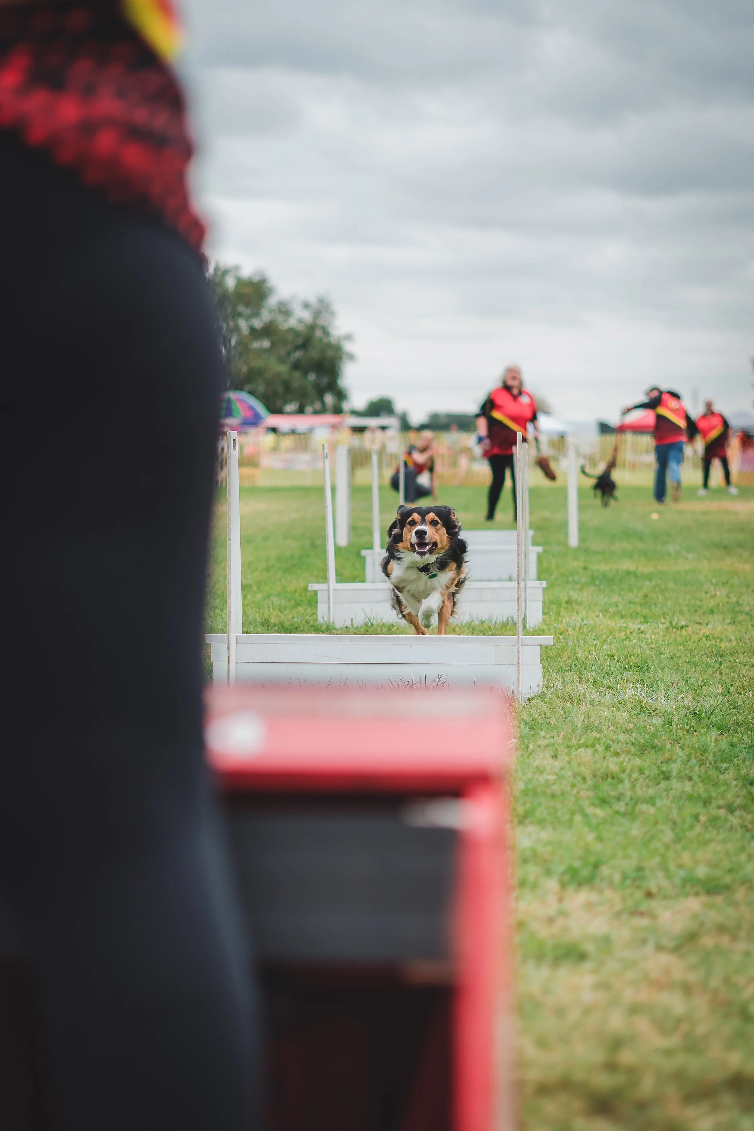 A dog participating in a dog agility course, jumping over a hurdle on a grassy field with other dogs and handlers in the background.