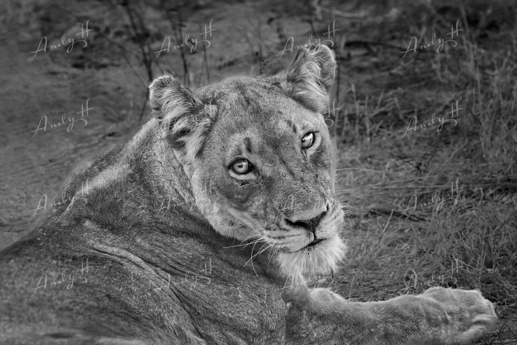 Wildlife Photography fine art print, Black and white photo of a lioness relaxing and lying on the ground, looking over her shoulder with a distant gaze. kruger, south africa