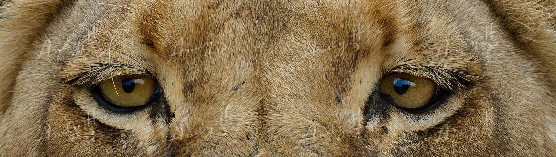 Wildlife Photography fine art print, close-up of a lioness's eyes and part of her face. kruger, south africa
