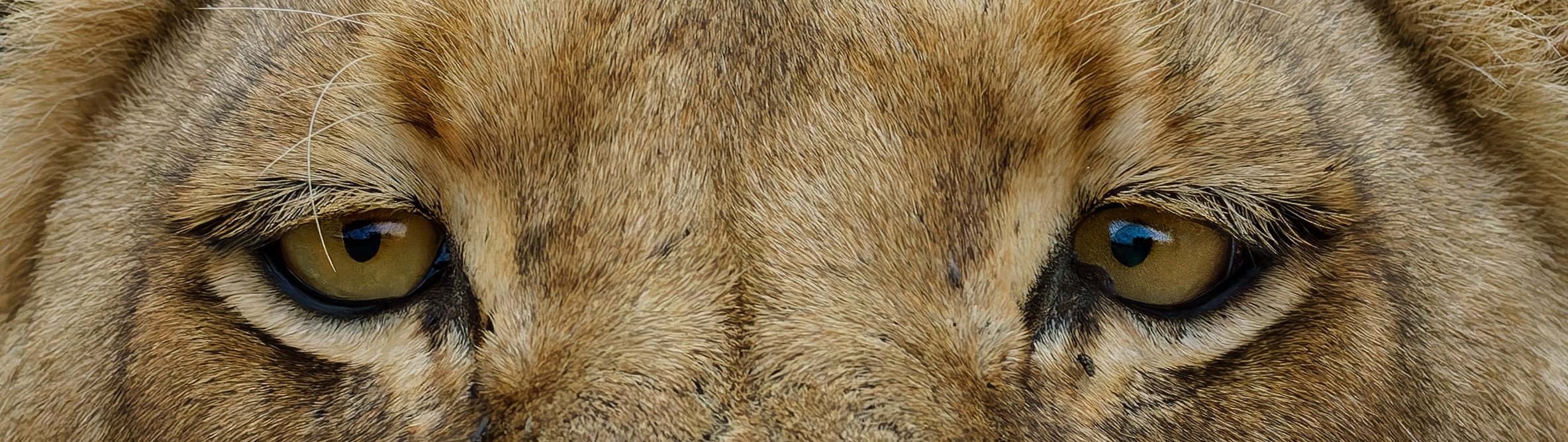 Wildlife Photography Fine art print of Close-up of a lion's face, focusing on its golden eyes and facial features.