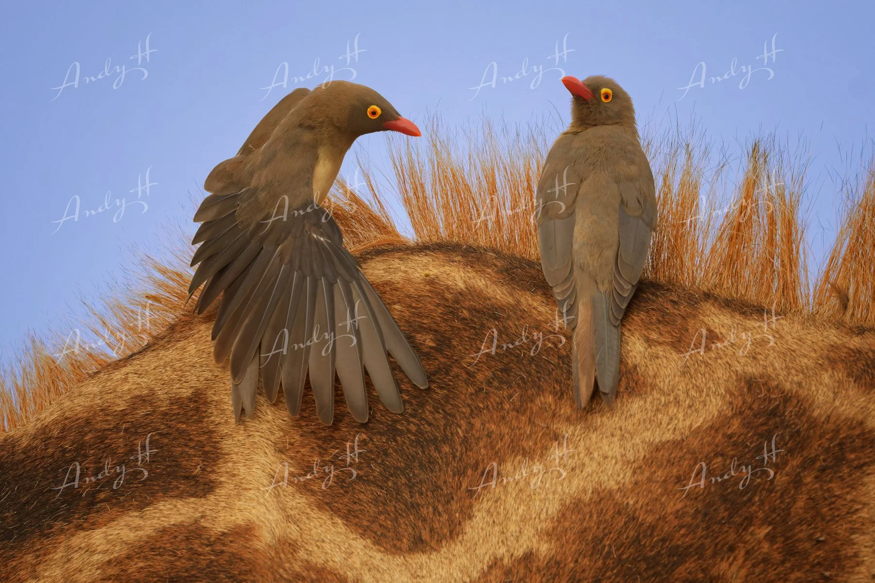 Wildlife Photography fine art print, Two small birds (Oxpeckers) with bright orange beaks and yellow eyes perched on the back of a Giraffe. kruger south africa