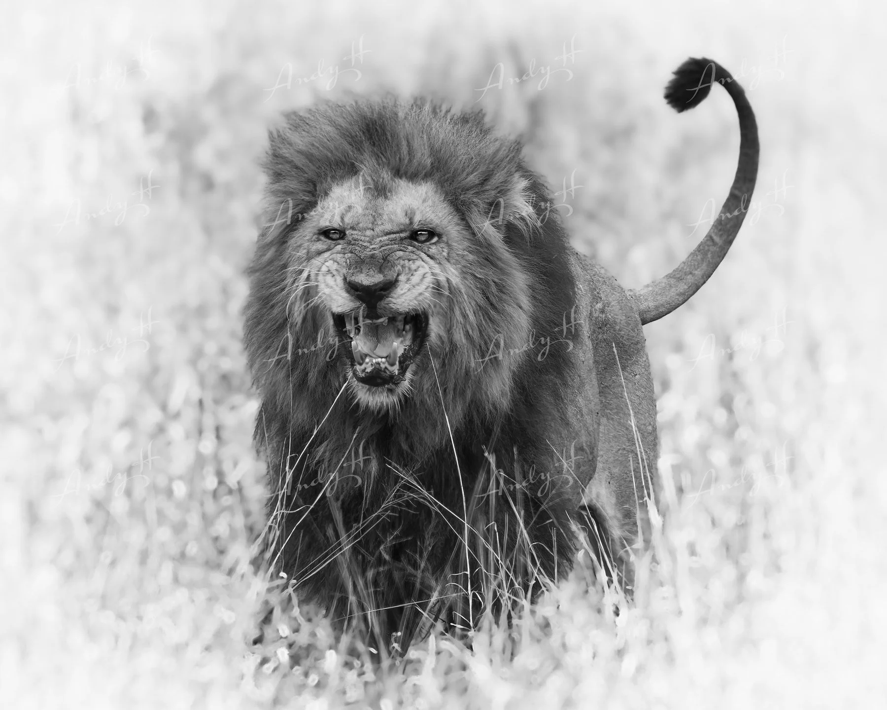 Wildlife Photography fine art print, Black and white photograph of a fierce lion walking through tall grass, showing its extended claws and snarling face. kruger, south africa