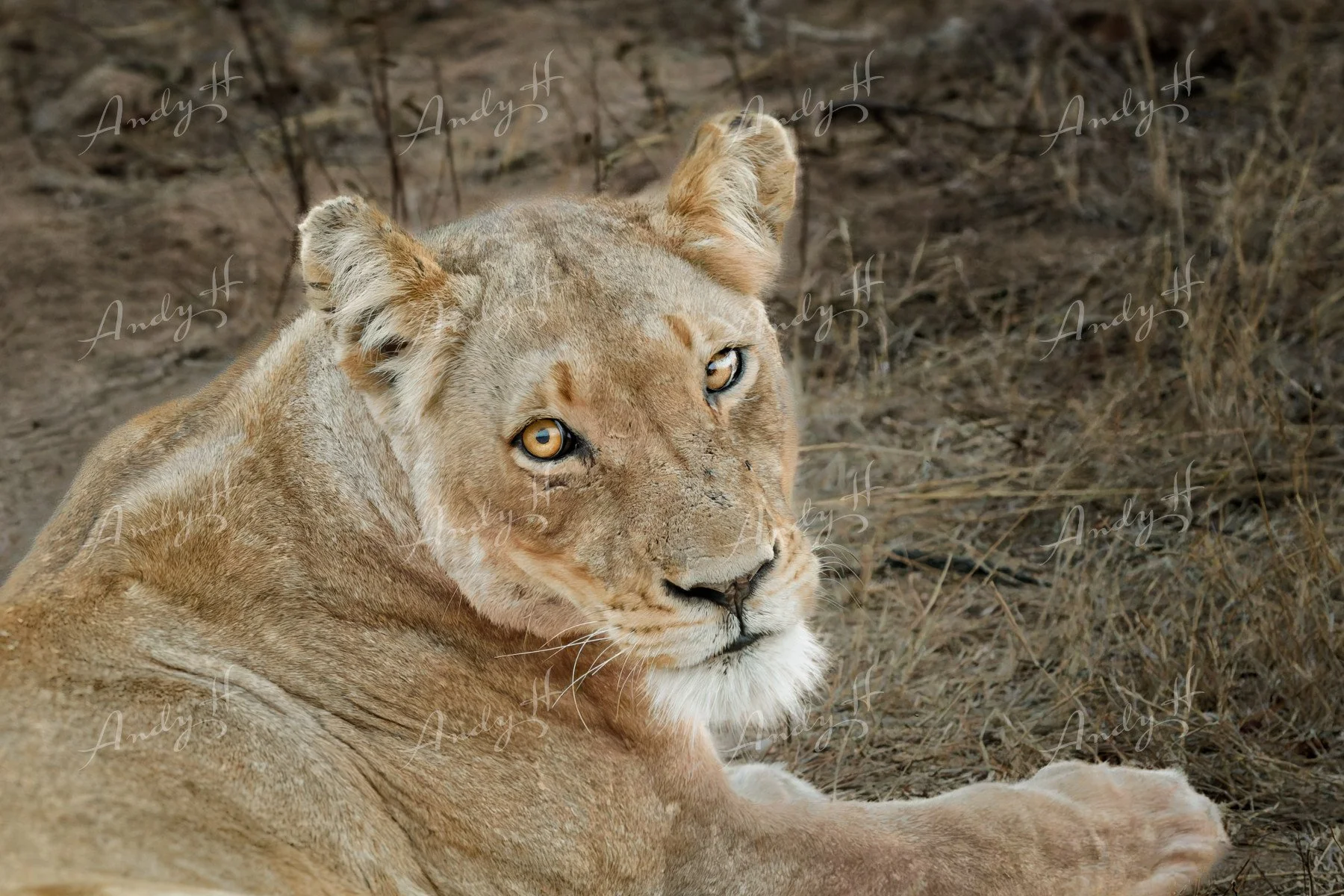 Wildlife Photography fine art print, A lioness lying on the ground in a dry grassland, looking at the camera. kruger, south africa