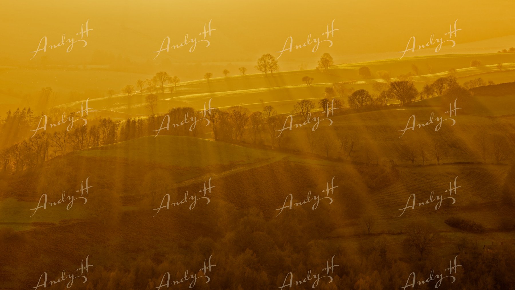 Landscape Photography fine art print, Golden rolling hills with scattered trees and a winding path, under a hazy sky. snowdonia, llangollen