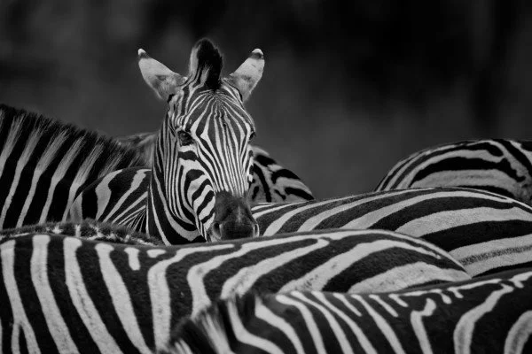 Wildlife Photography fine art print, herd of zebras with one young zebra in the centre facing the camera, black and white stripes, in a natural environment. kruger, south africa