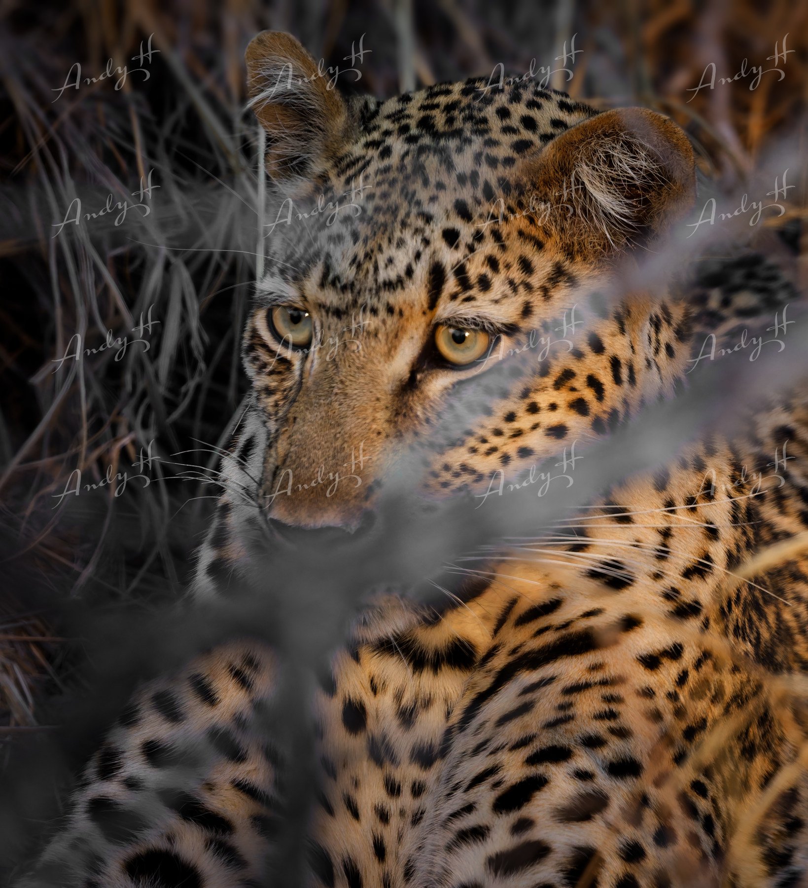 Wildlife Photography fine art print, close-up of a cheetah lying among dry grass and branches, with sharp focus on its face and intense yellow eyes. kruger, south africa