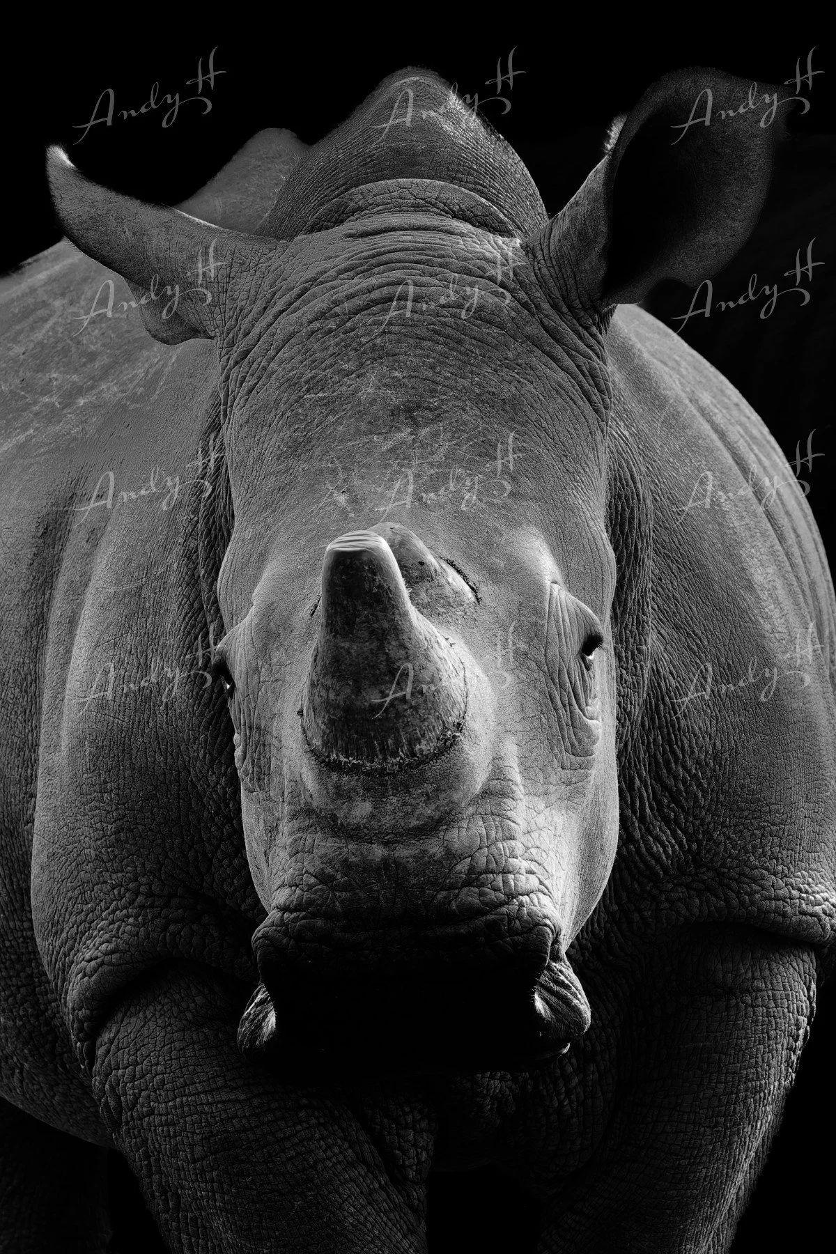 Wildlife Photography fine art print, close-up black and white photograph of a rhinoceros facing the camera, showing its large horn and textured skin. kruger, south africa