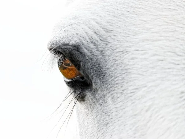 Wildlife Photography fine art print, close-up of a white horse's eye, part of its face on a white background.  High key image, shropshire, uk