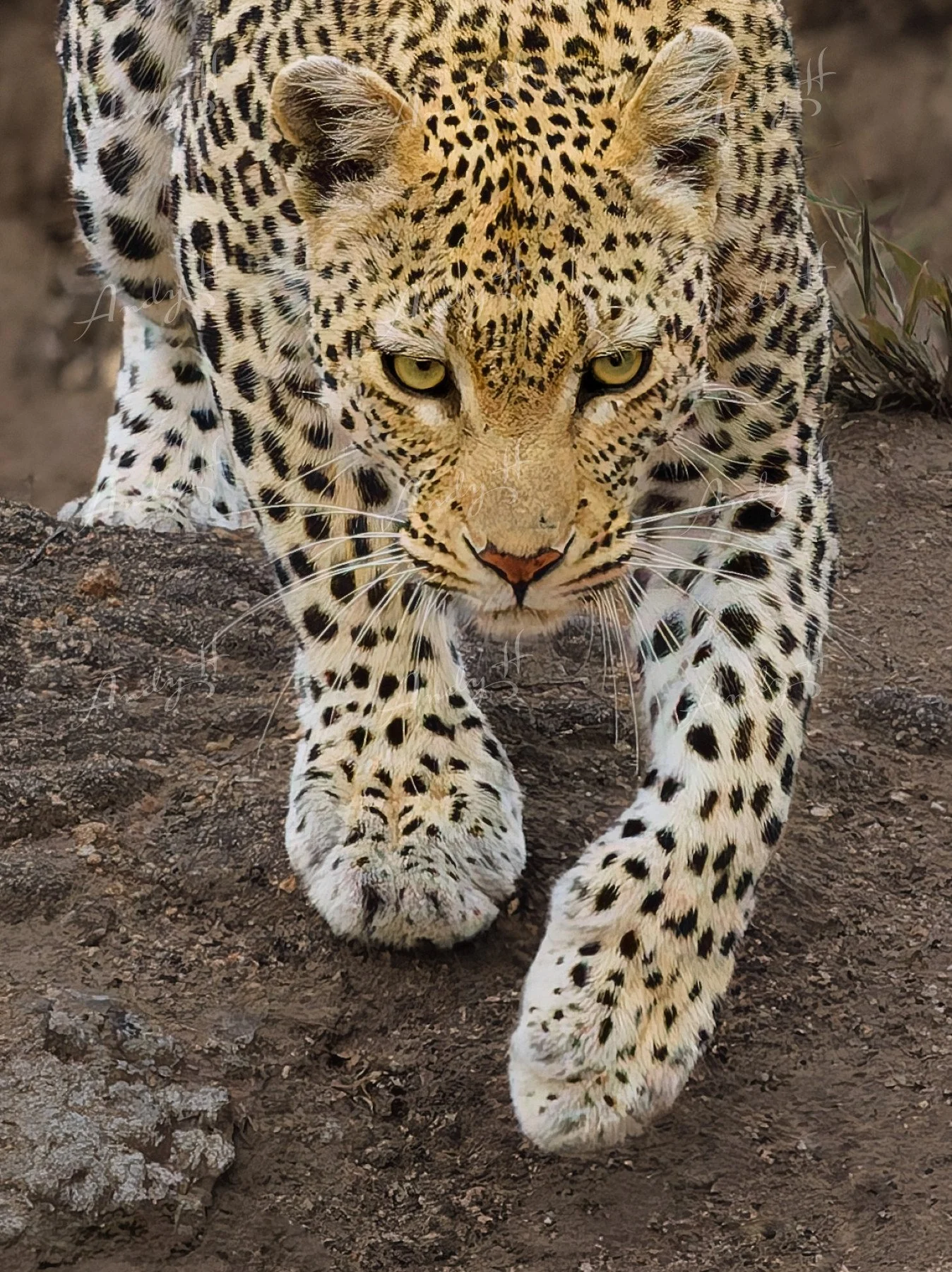 Wildlife Photography fine art print, close-up of a leopard walking on rocky ground, focusing on its face and front legs. kruger, south africa
