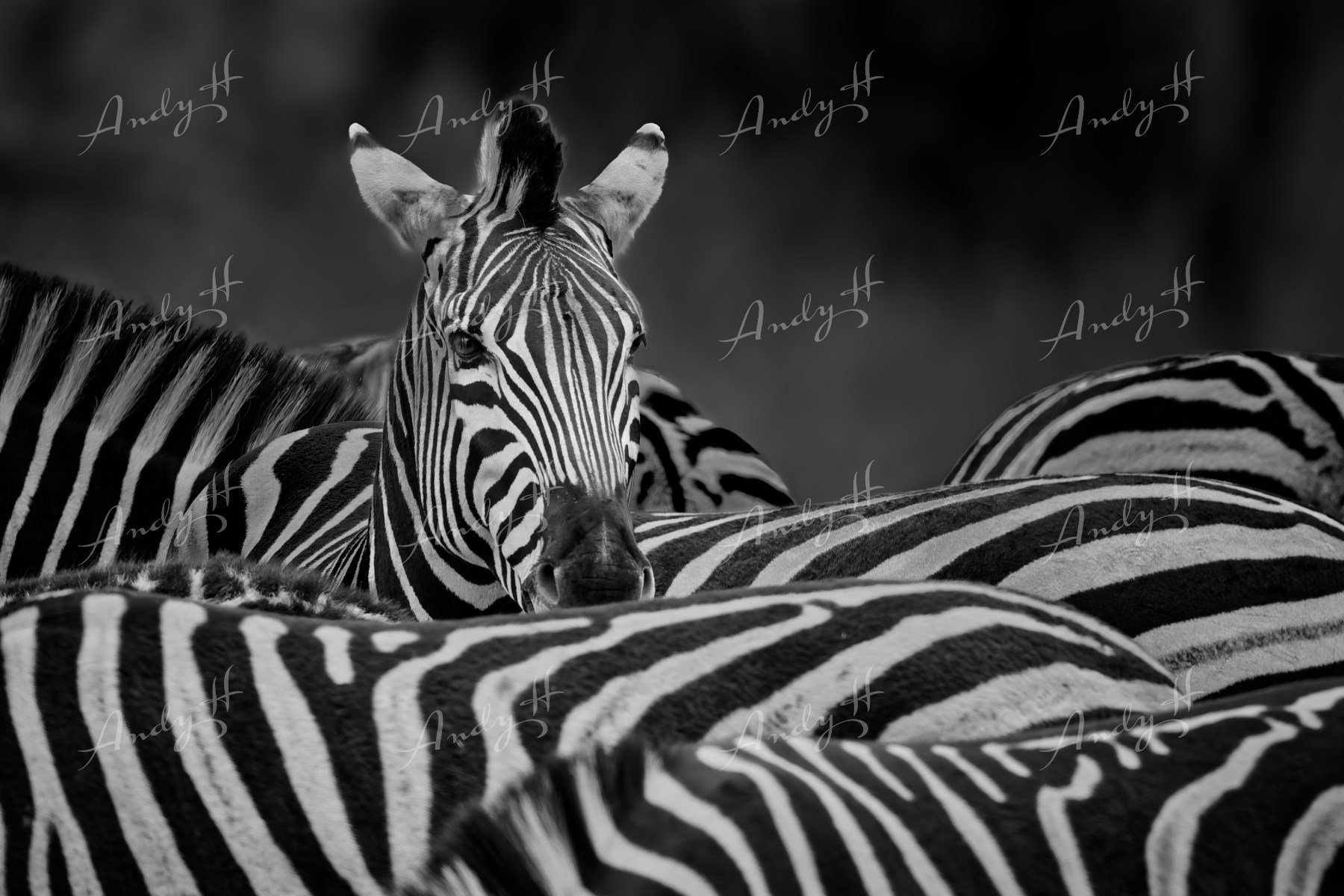 Wildlife Photography fine art print, herd of zebras with one young zebra in the centre facing the camera, black and white stripes, in a natural environment. kruger, south africa
