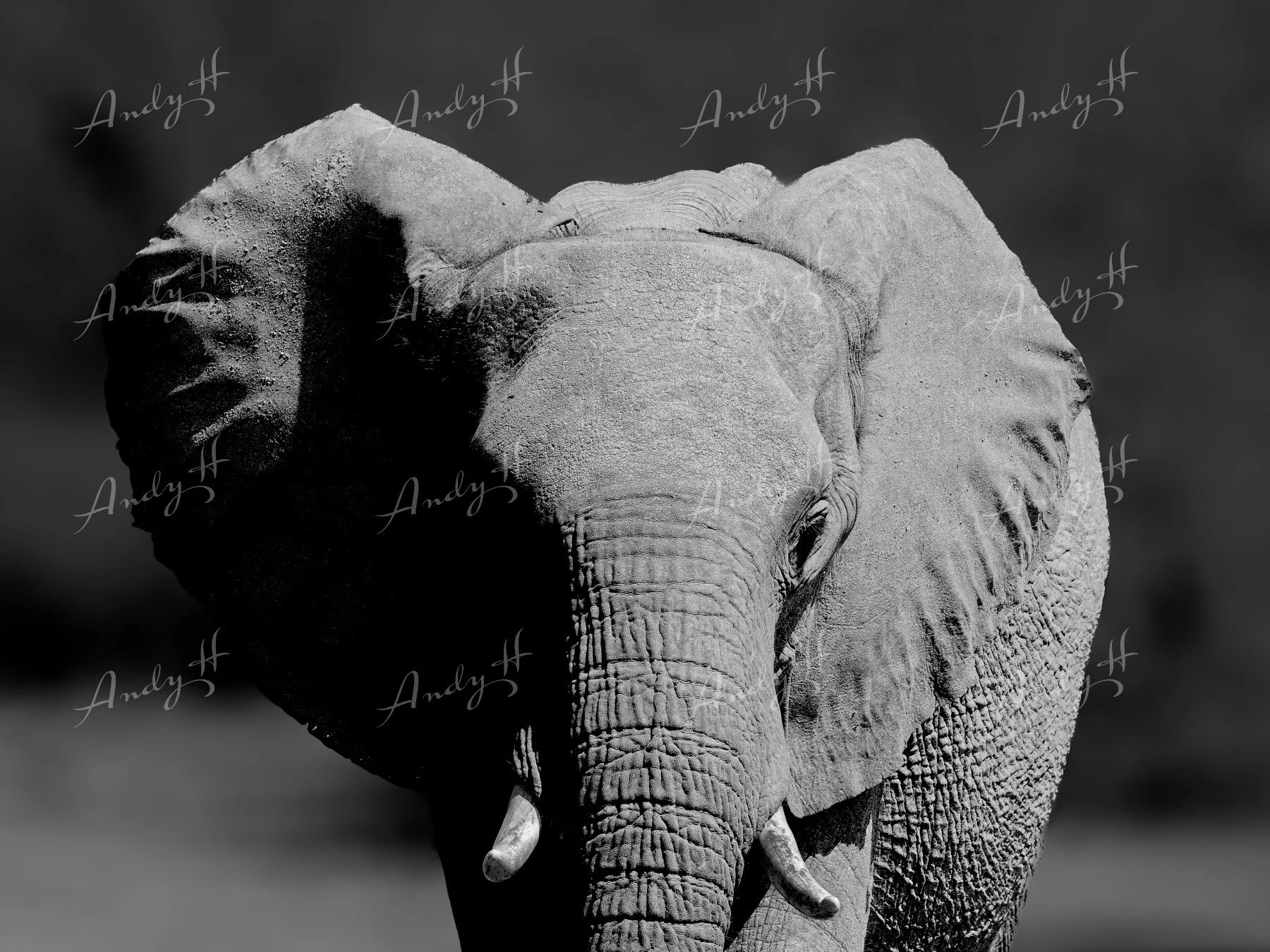 Wildlife Photography fine art print, black and white photograph of an elephant, showing its face and trunk, with the background fading into darkness. kruger south africa