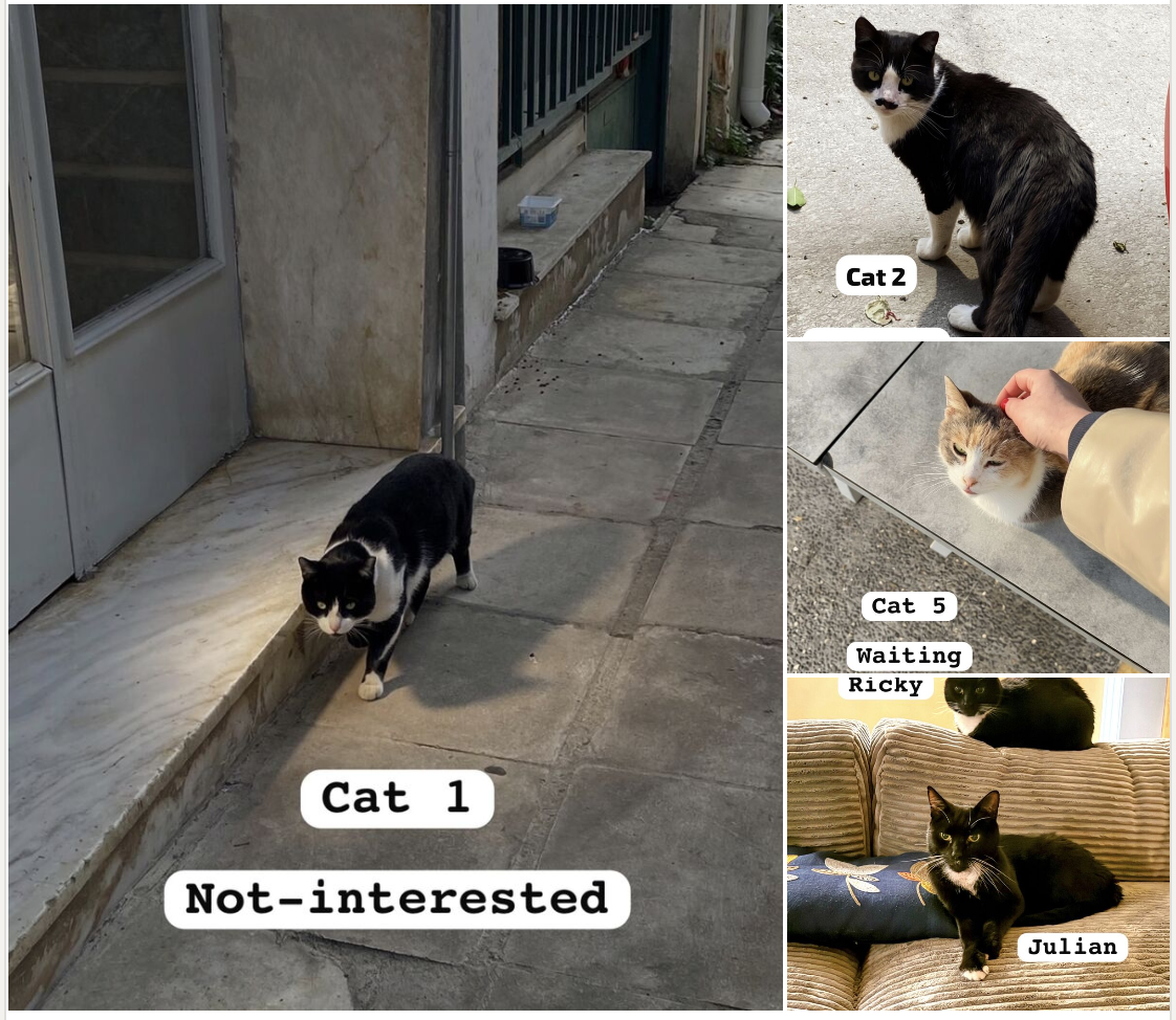 Buying Personas (of street cats in Athens)