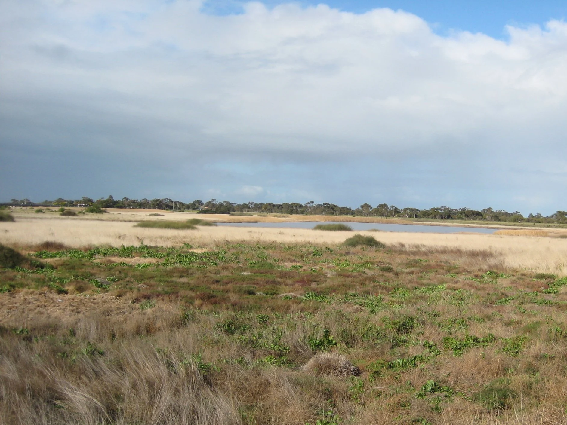 A landscape view of rural fields with tall grasses, scattered bushes, a small pond, and a line of trees under a partly cloudy sky.